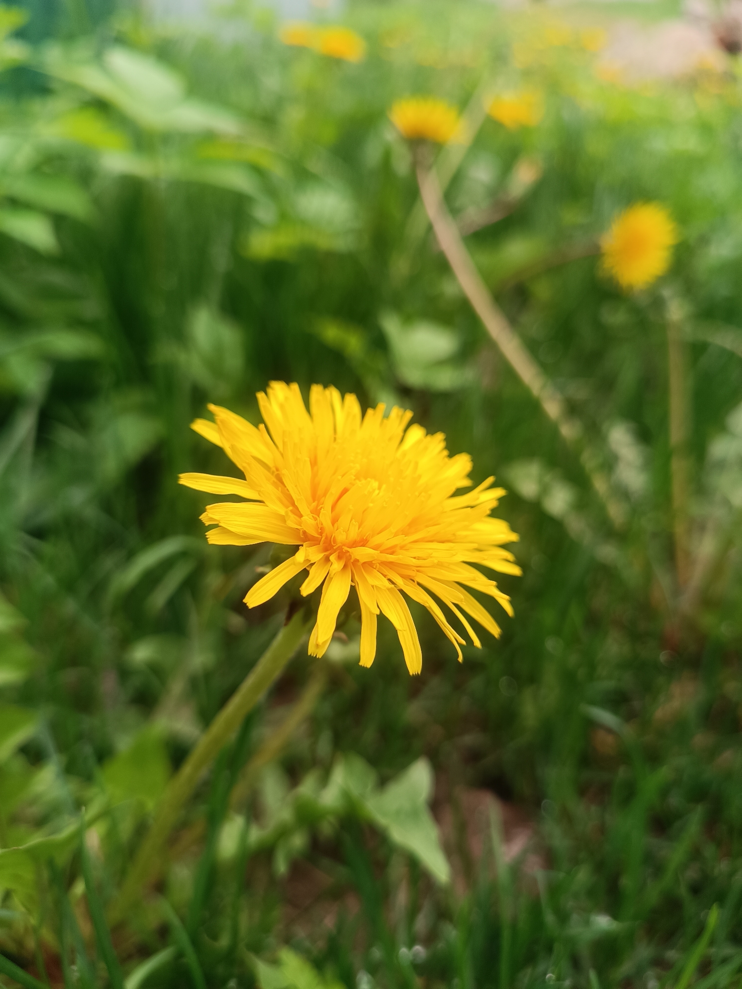 The image shows a close-up of a yellow dandelion in a grassy area. Other dandelions are visible in the blurred background. The location is unspecified. No people are present.