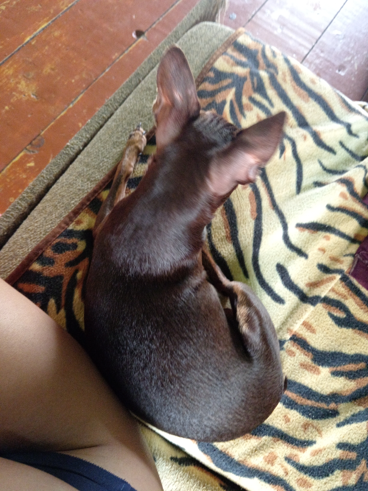 A small, dark brown dog is curled up on a blanket with a tiger stripe pattern. The blanket is on top of a textured, beige surface. To the left of the dog, a portion of a person's leg is visible, wearing dark blue underwear. The background consists of wooden planks, suggesting an indoor or outdoor wooden floor. The scene is observed from a high-angle perspective, looking down on the dog and the surrounding objects. There is no specific information visible in the image that would allow for localization to Novopokrovka, Russia.