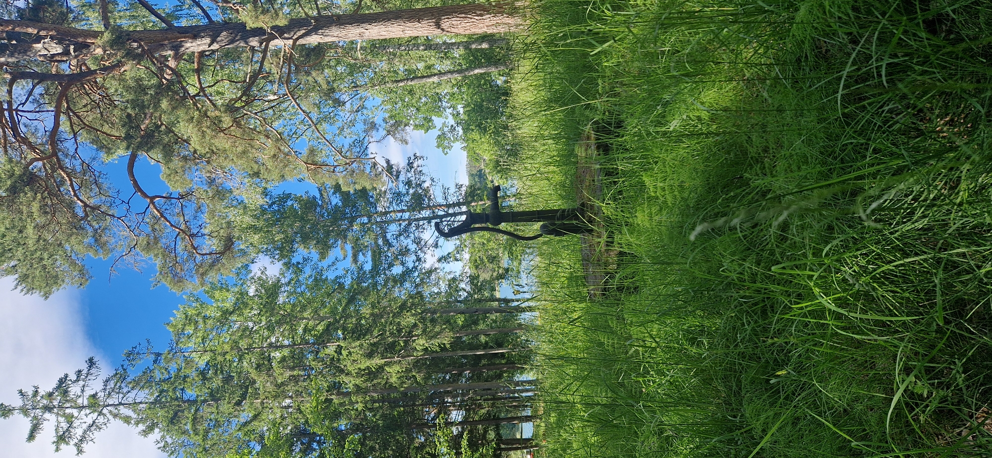 The image shows a natural outdoor scene, likely in Nynäshamn, Sweden, featuring a vintage water pump situated amidst tall, lush green grass. The pump is an old, dark-colored manual water pump with a curved handle. Behind the pump, a body of water, possibly a lake or sea, is visible, with trees lining the distant shore and a bright blue sky with scattered white clouds above. The foreground is dominated by dense, tall grass and some ferns, creating a slightly overgrown, wild feel to the environment. Several tall evergreen trees and deciduous trees are present, casting shadows and creating a dappled light effect. The overall impression is one of a serene, somewhat rustic, and natural landscape. There are no people or animals visible in the image.
