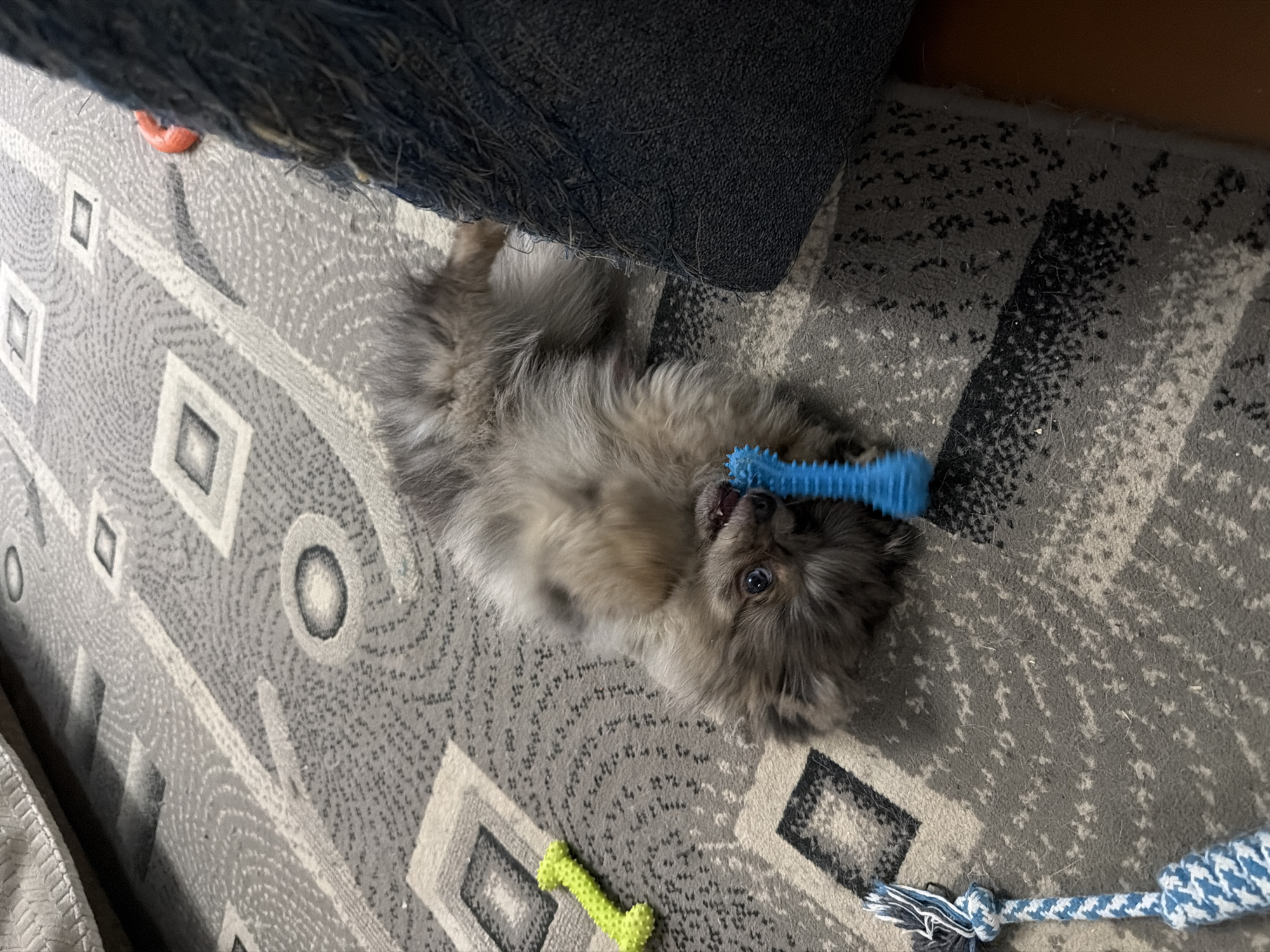 This top-down shot, taken in Chaikovsky, Russia, features a small, fluffy dog lying playfully on its back on a patterned carpet. The dog, with its grey and brown fur, has a bright blue, textured chew toy held firmly in its mouth. Its eyes are open and directed towards the viewer, conveying a sense of playfulness and contentment.
The indoor setting is dominated by a grey carpet adorned with a geometric pattern comprising squares, circles, and wavy lines in various shades of grey and white. Besides the toy the dog is currently engaged with, two other dog toys are visible: a vibrant yellow bone-shaped chew toy positioned in the lower-left quadrant and a blue and white braided rope toy with tassels near the lower-right corner. A dark, shaggy piece of furniture, likely the base of a sofa or chair, is partially visible in the upper section of the frame. The lighting suggests a daytime setting. There is no discernible text within the image.