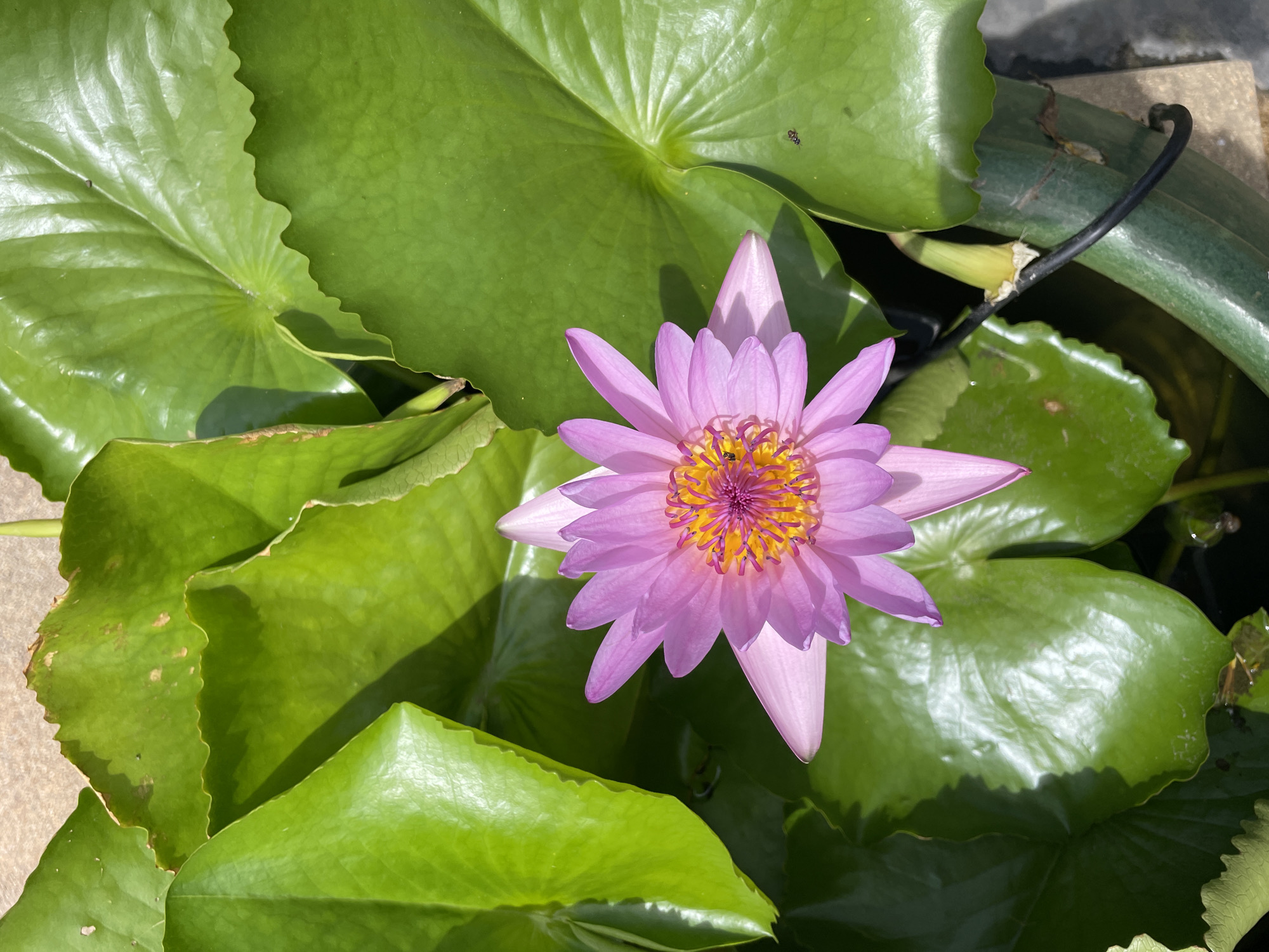 In Nong Prue, Thailand, a close-up, top-down view captures a vibrant pink water lily in full bloom, its delicate petals radiating outwards from a bright yellow and purple center. The flower floats serenely amidst a cluster of large, glossy green lily pads, which are partially submerged in dark water. Sunlight casts dappled shadows across the scene, highlighting the textured surfaces of the leaves and the intricate details of the water lily's stamens. A few small, dark insects are visible on one of the lily pads, adding a touch of life to the tranquil aquatic environment. A green plastic rim of a container is partially visible at the bottom right, suggesting the lily is cultivated in a pond or water garden.