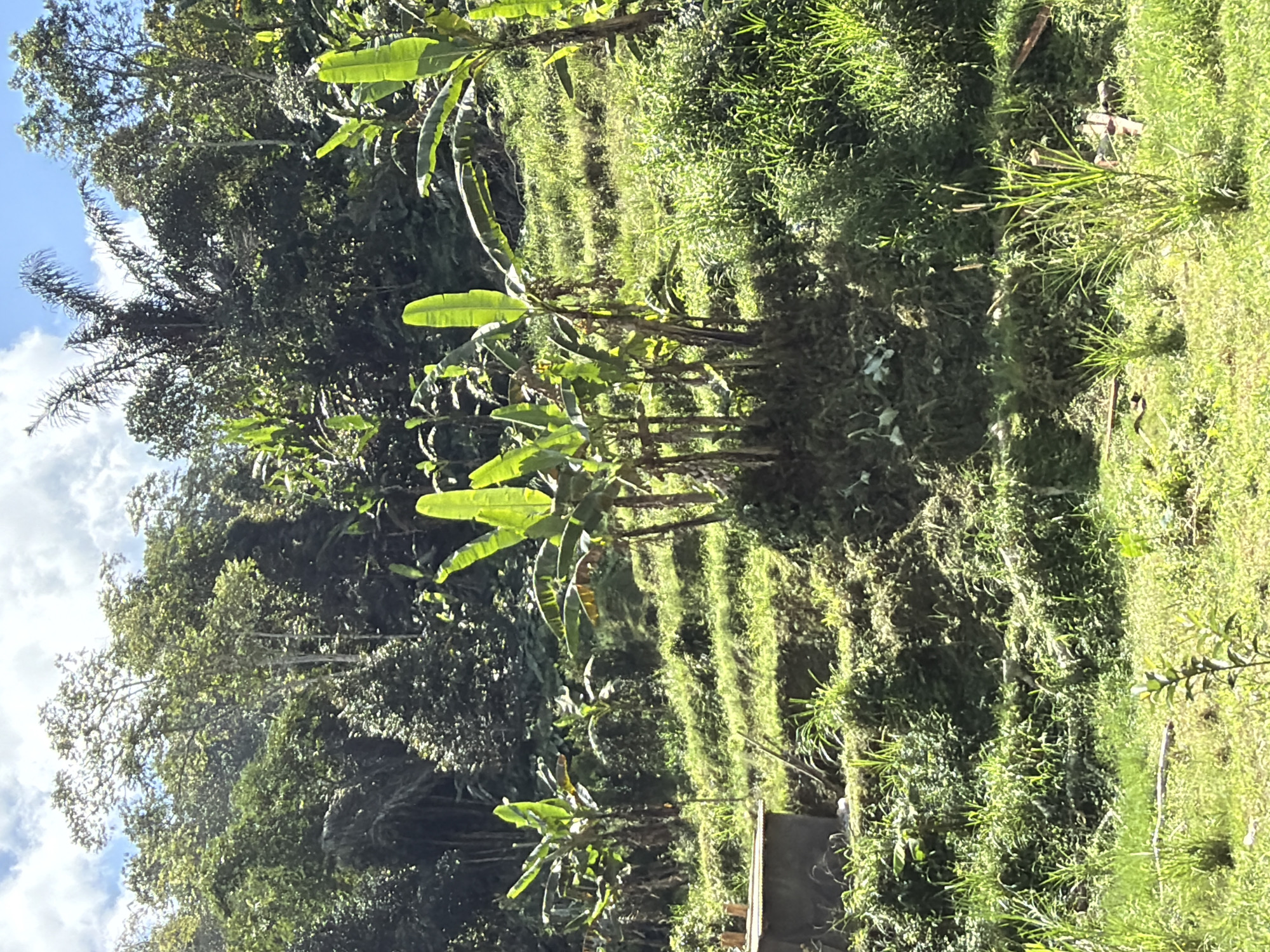 The image depicts a sunlit, verdant hillside in Baturiti, Indonesia, characterized by lush vegetation and a partly cloudy sky. In the foreground, a patch of bright green grass covers the ground. Behind this, the hillside rises in terraced levels, adorned with dense green foliage and several banana trees with their characteristic broad leaves. A small, weathered structure, possibly a shed or animal enclosure, is visible on the left side of the image. Further up the slope, more trees, including some taller, palm-like species, contribute to the dense canopy that stretches across the upper portion of the frame. The overall impression is one of a rural, tropical landscape bathed in bright daylight.