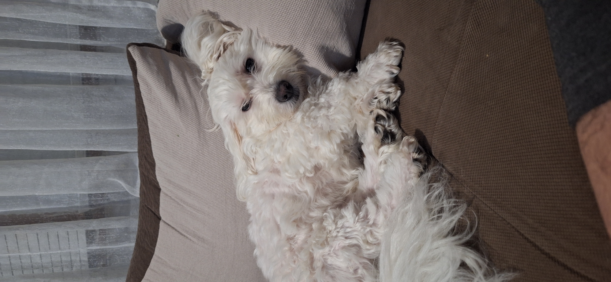A white, long-haired dog, possibly a Maltese or similar breed, lies on its back on a brown couch. The dog is centrally positioned in the frame and appears to be relaxed or sleeping. Its paws are slightly curled, and its fur is long and covers most of its body. Part of a pillow can be seen behind the dog. The background includes a set of closed blinds on the left. Part of an arm is visible on the right side of the couch. The location is unknown and can not be determined by the image.