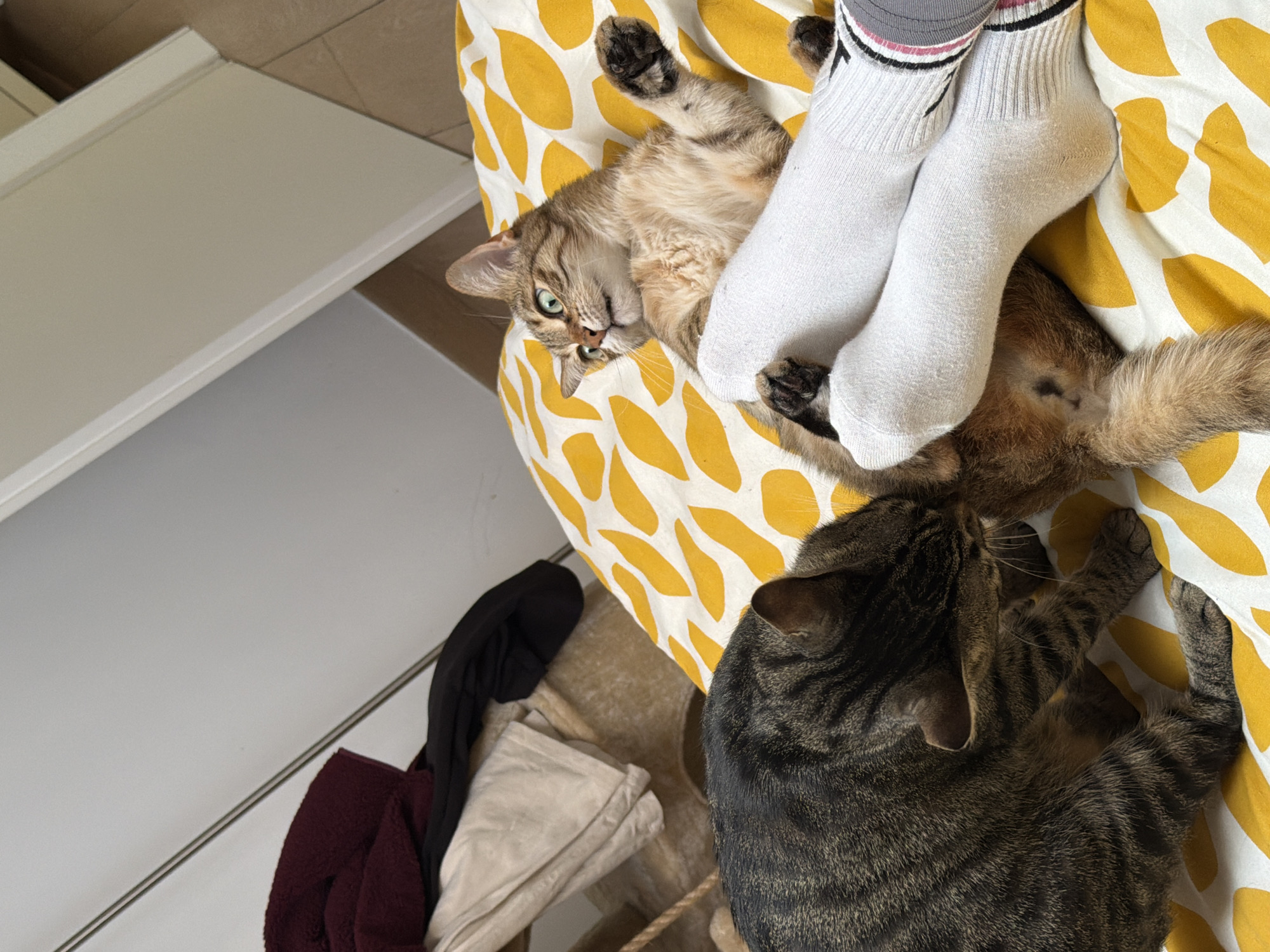 A high-angle, indoor shot depicts a domestic scene. On a bed covered with a yellow-and-white patterned sheet, a pair of white socks with black-and-pink striped cuffs are visible. Partially covered by the socks, a tabby cat lies on its back with its paws in the air, looking towards the camera. A second, larger tabby cat is partially visible at the bottom right of the frame, with only its head and part of its body in view. Beside the bed is a white cabinet or drawer set. A burgundy garment, a black garment, and a beige or light-colored item (possibly a bag or cloth) are also present near the cabinet, partially obscuring a rope handle. The location is stated as Milan, Italy, but there is no explicit confirmation in the image itself.