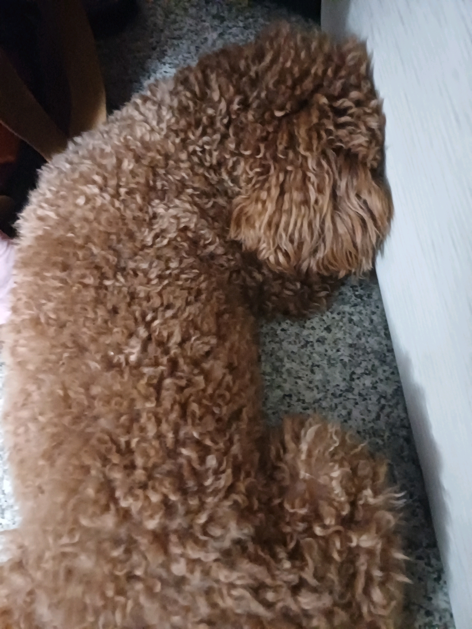 A brown poodle is lying on a speckled gray floor next to a white wall.
