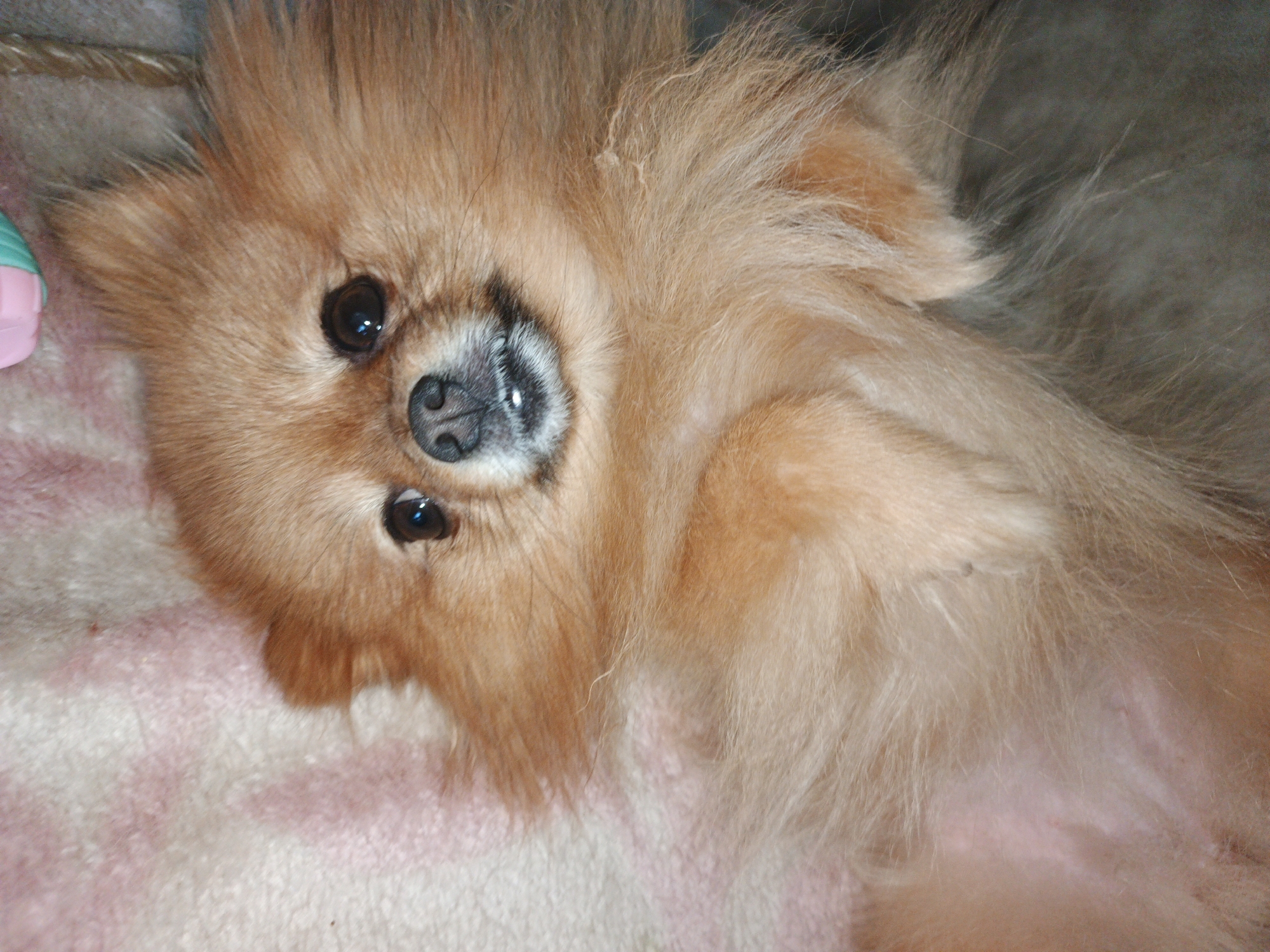The image shows a close-up of a Pomeranian dog lying on its back on a pink and white patterned blanket. The dog has light brown fur and is looking up at the camera. Its eyes are dark brown and its nose is black. There is a blurred pink and green object to the left of the dog. The background is a dark, out-of-focus area. No specific location in Zlatoust, Russia is depicted.