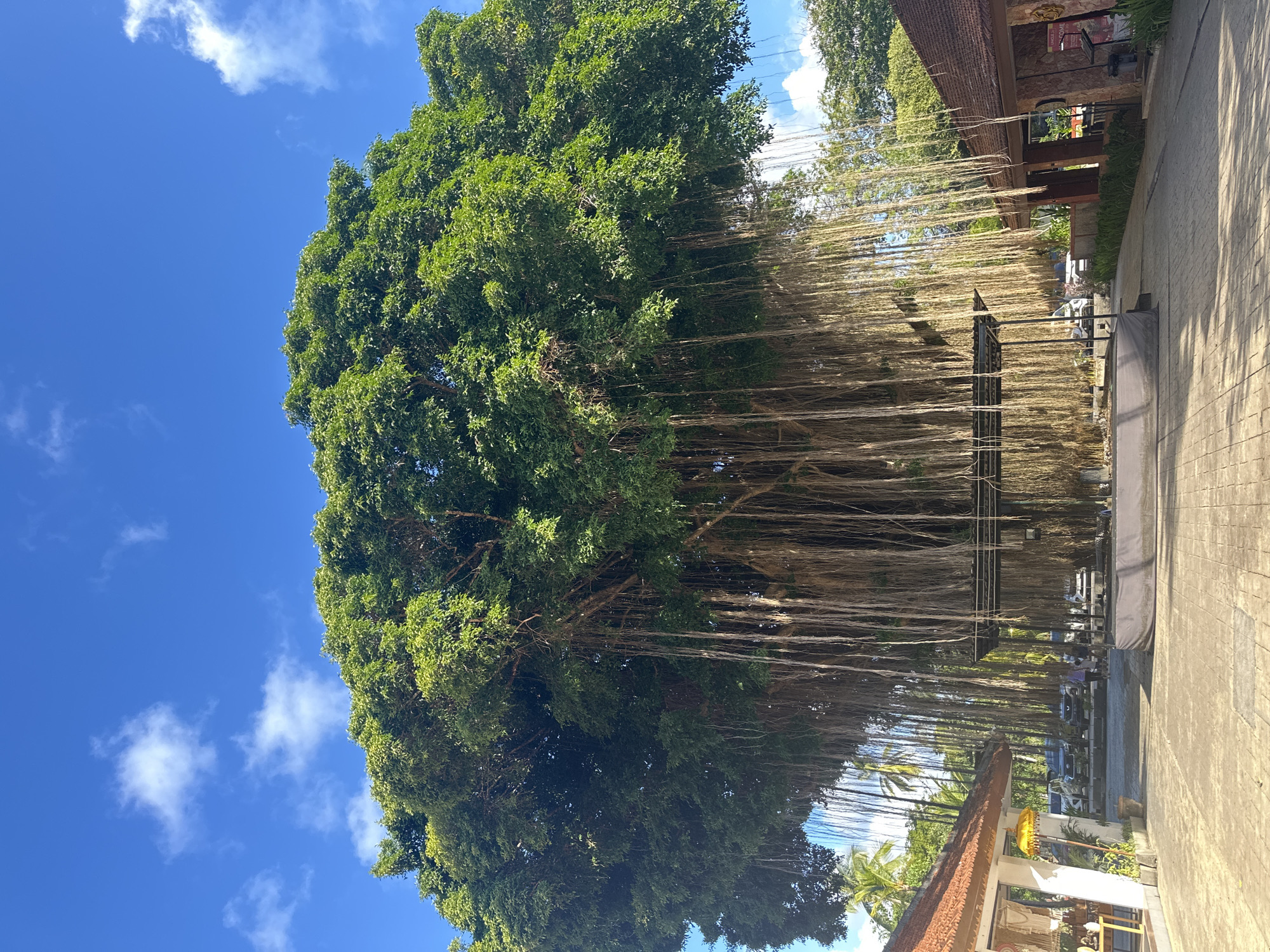 This media file depicts a large banyan tree with numerous aerial roots hanging down, creating a natural curtain. The tree is situated in an outdoor setting, likely a public space or garden, given the presence of a paved walkway, a building with a traditional-style roof and awnings, and parked cars in the background. The building appears to be a shop or restaurant, with visible wares displayed in a window. The scene is bathed in bright sunlight, suggesting it is daytime, likely late morning or early afternoon, with a clear blue sky and scattered white clouds. The overall atmosphere is serene and tropical. There is no explicit activity or event taking place, but the presence of parked cars and the building suggests a location that receives visitors. The location cues, such as the architecture and lush vegetation, are consistent with Kuta Selatan, Indonesia. No readable text is visible in the image.
