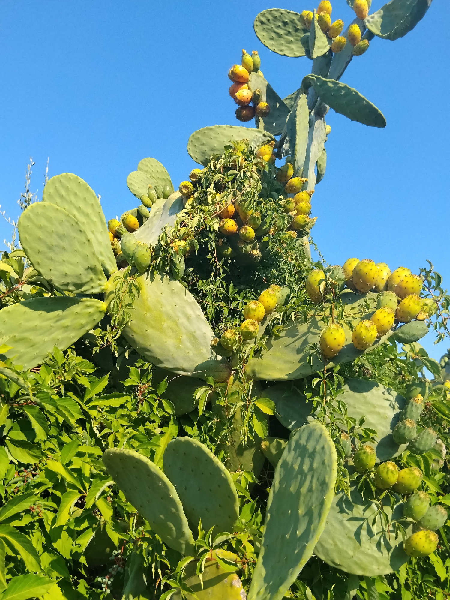 The image depicts a prickly pear cactus plant laden with ripe yellow and orange fruits, growing amidst lush green foliage against a clear blue sky. The cactus pads are a vibrant green, some showing signs of age with darker patches. The fruits, or 'prickly pears', are clustered densely on the branches and appear to be in various stages of ripeness, with some still showing green hues. The surrounding greenery is thick and vibrant, suggesting a well-established plant or a natural setting. The perspective is from below, looking up towards the plant and the sky, creating a sense of scale and emphasizing the abundance of the fruit. This scene is typical of the Mediterranean landscape, and such prickly pear cactus plants are commonly found in coastal areas and gardens in cities like Bari, Italy, particularly in the Salento region and along the Adriatic coast. The image does not contain any people or visible structures, focusing solely on the natural elements of the plant and its environment.