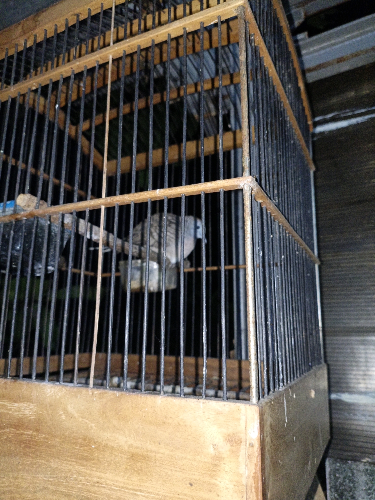 The image shows a bird inside a cage. The cage is made of wood and metal bars. The bird appears to be a dove or pigeon, with grey and white plumage. It is perched on a wooden stick inside the cage. There is a small water dish visible in the background. The cage is located outdoors, with a blurred background of what appears to be corrugated metal siding and some foliage. The lighting suggests it is either dusk or night. There is no indication of a specific location in the city of Cikal, Indonesia, within the image itself.