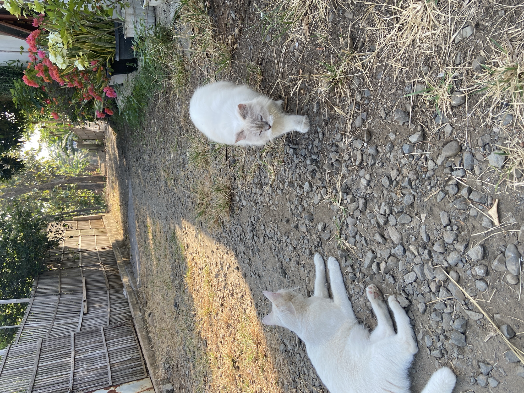 A white cat is lying down on a gravel path in front of a bamboo fence, with another fluffy white cat walking towards the camera. The scene is outdoors in what appears to be a residential area in Margorejo, Indonesia, with trees and potted plants visible in the background. The path is made of small stones and dirt, with dry grass growing sparsely. The sunlight creates shadows on the ground, indicating it is daytime.