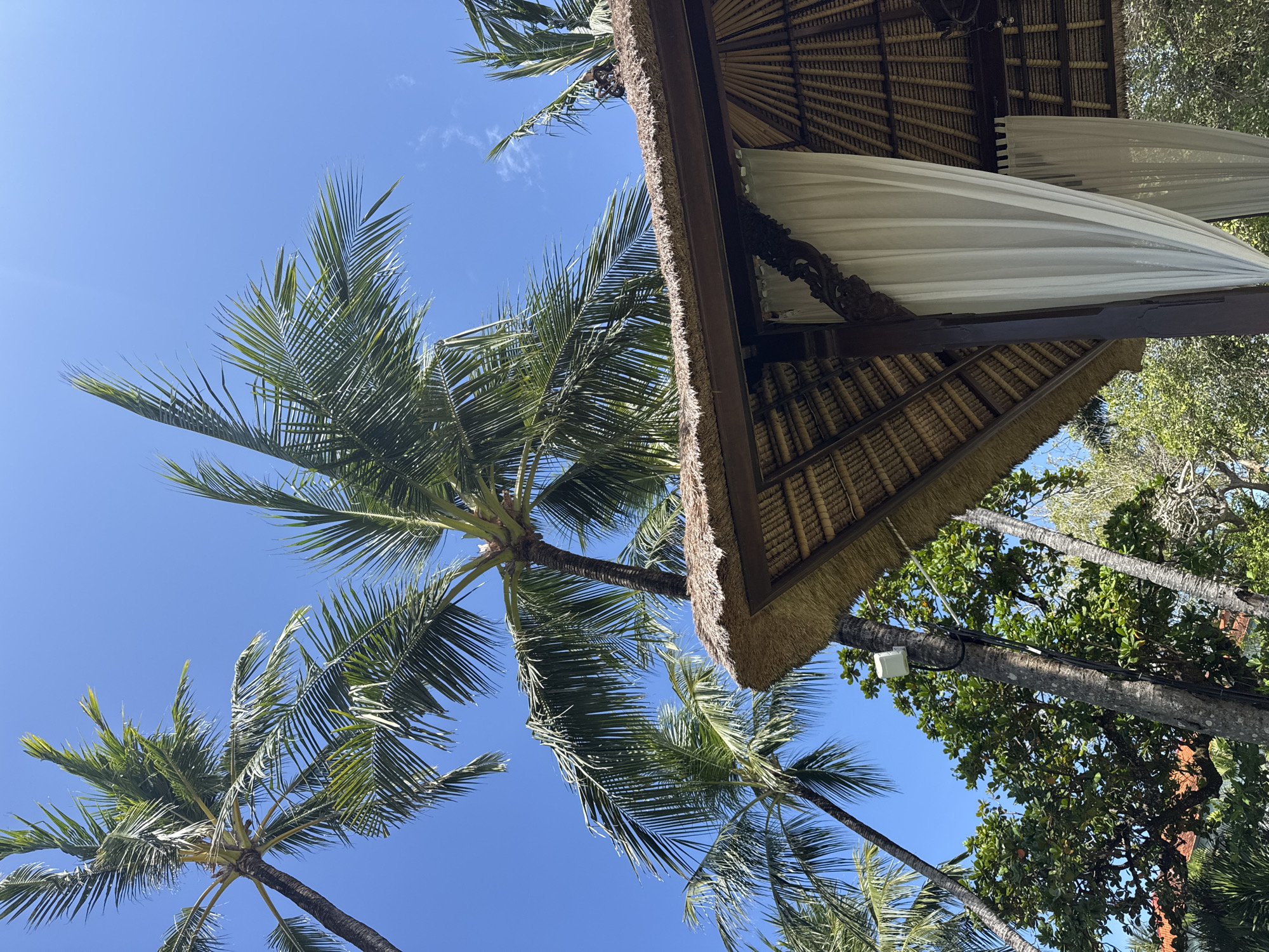 The image depicts a view from below, looking up at a tropical scene. Several palm trees are visible against a clear blue sky. The branches and fronds of the palm trees spread out, creating a textured canopy. To the right of the frame, a thatched roof structure is partially visible, with white curtains hanging from it. The roof appears to be made of natural materials, with a dark wooden frame. The overall impression is one of a relaxed, tropical setting. The location is Unknown, Unknown.
