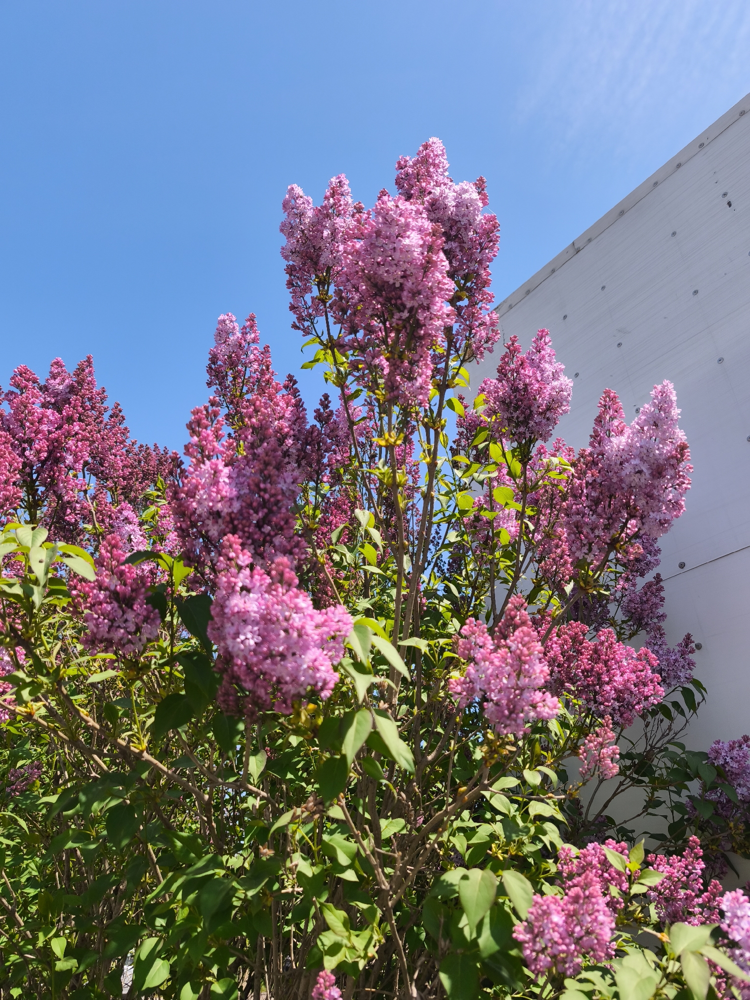 The image displays a vibrant close-up of a large lilac bush in full bloom, featuring abundant clusters of purple and pink flowers. The blossoms exhibit varying shades, from light lavender to deeper magenta, and are densely packed on the branches, interspersed with lush green leaves. The bush occupies most of the lower and central frame, extending upwards.
In the upper left quadrant, a clear and bright blue sky is visible, suggesting a sunny day. To the right, a significant portion of a plain white building or structure provides a contrasting backdrop. This structure features visible fasteners or rivets, indicating a simple, possibly utilitarian or industrial design, or specific residential siding.
The bright lighting suggests it is daytime, under clear skies. No people or specific activities are depicted. The blooming lilacs strongly indicate springtime. The scene conveys a sense of natural beauty within an urban or semi-urban setting, located in Burgas, Bulgaria. There is no visible text in the image.