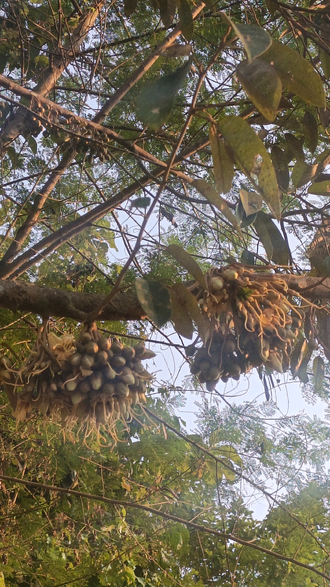 The image shows a close-up view of a tree branch laden with clusters of developing durian fruits. The fruits are small and green, with prominent tendrils hanging from them. The background consists of dense foliage and the sky, suggesting an outdoor, natural setting. The lighting indicates it may be late afternoon or early morning, with soft, warm light filtering through the leaves. The image does not contain any people or visible human activity. The location is identified as Sumedang, Indonesia, a region known for its durian cultivation.