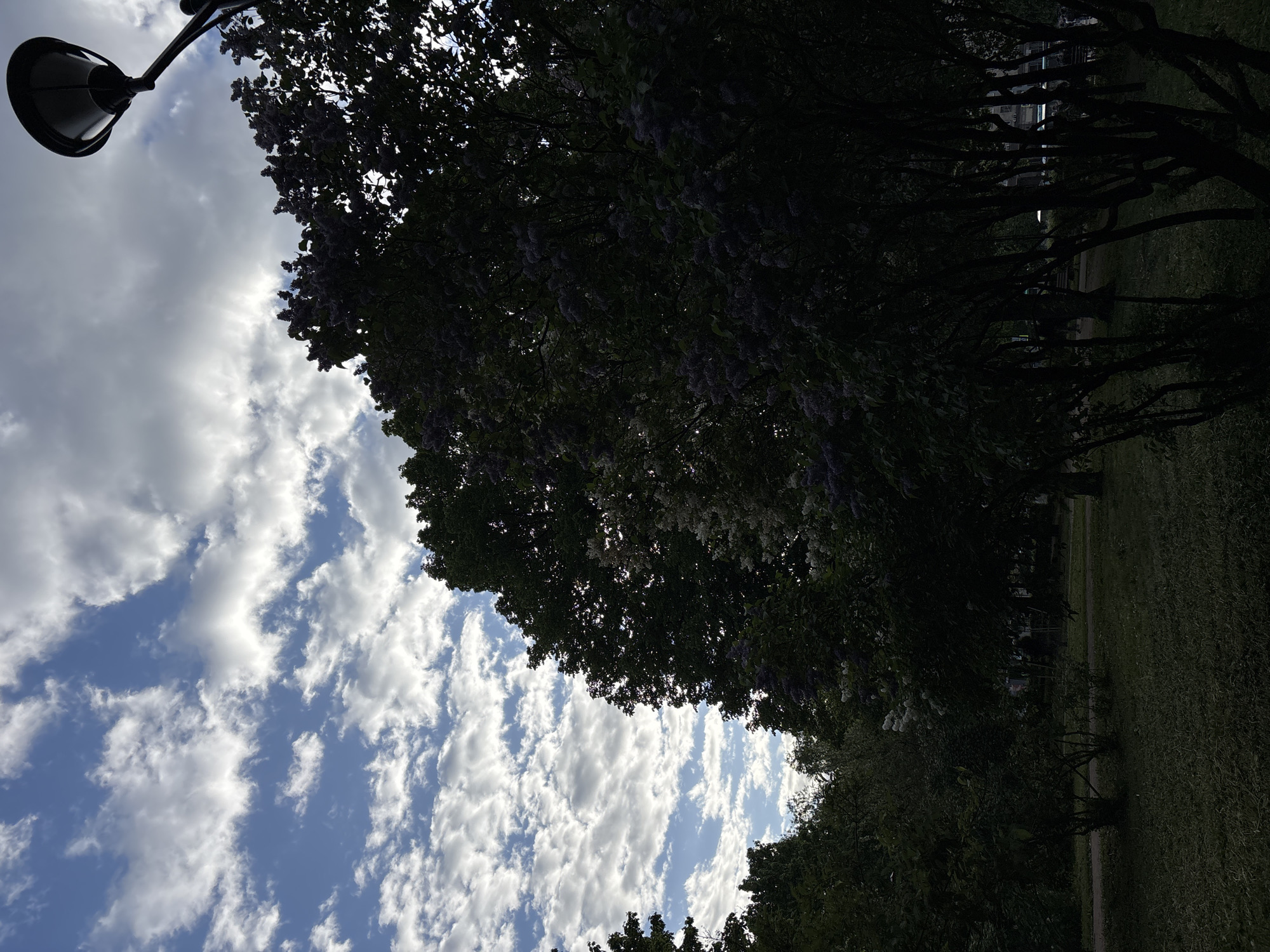 The image is a ground-level shot, oriented sideways, showcasing a streetscape in Saint Petersburg, Russia. The sky is mostly blue with scattered white cumulus clouds. A black street lamp is positioned on the upper left side of the frame. The right portion of the image depicts dense foliage, including flowering trees, likely lilacs, and green lawns. There are trees with visible branches and trunks. The lighting suggests it's daytime, but the trees create shadowy areas. There is no evidence of people in the frame.
