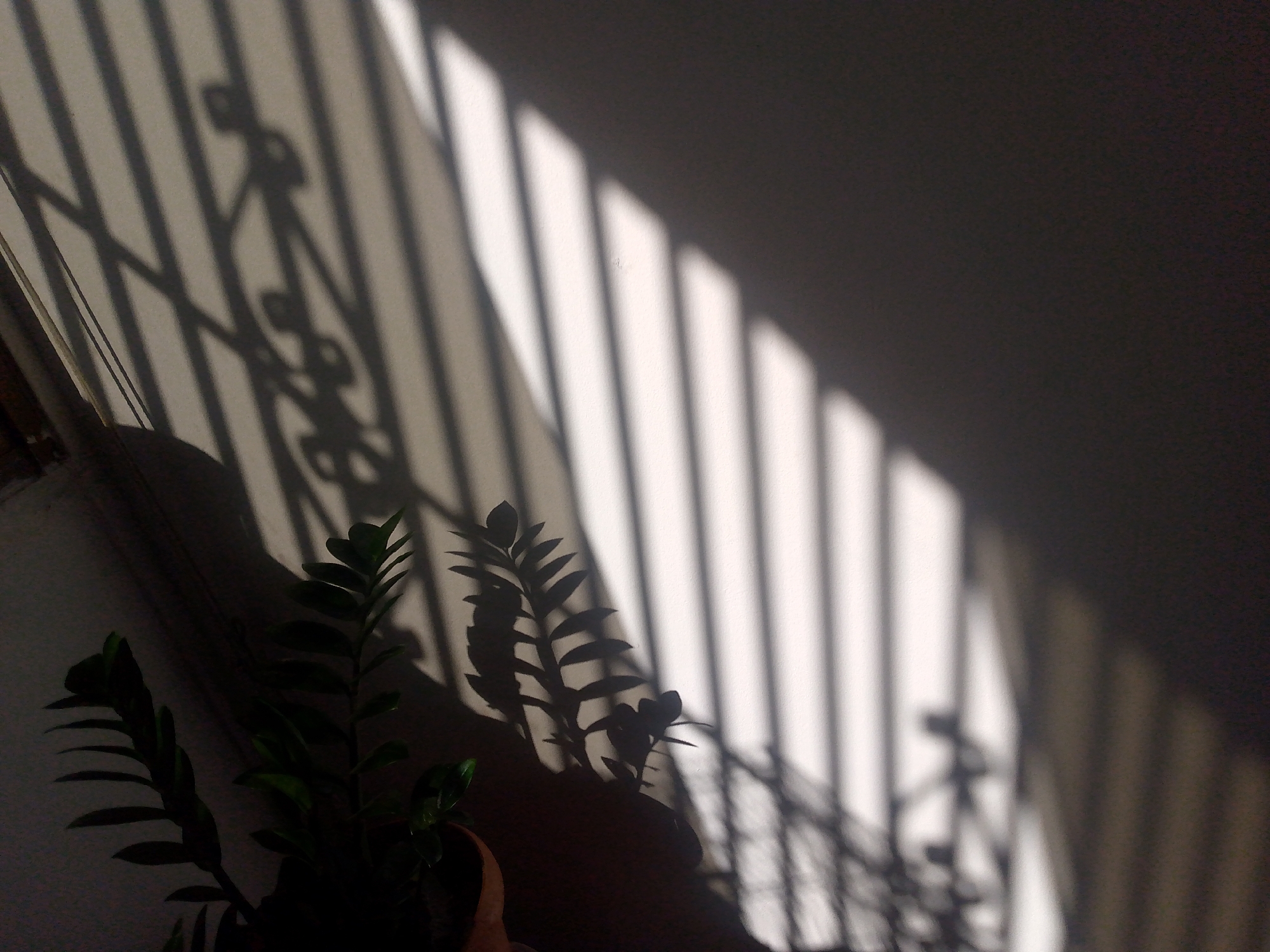 The image depicts a potted plant in a dimly lit room, likely indoors. The plant has dark green, pinnate leaves. Strong shadows from a barred window or a similar structure are cast across the wall behind the plant, creating contrasting stripes of light and dark. There is no evidence to confirm that this image was taken in Caracas, Venezuela.