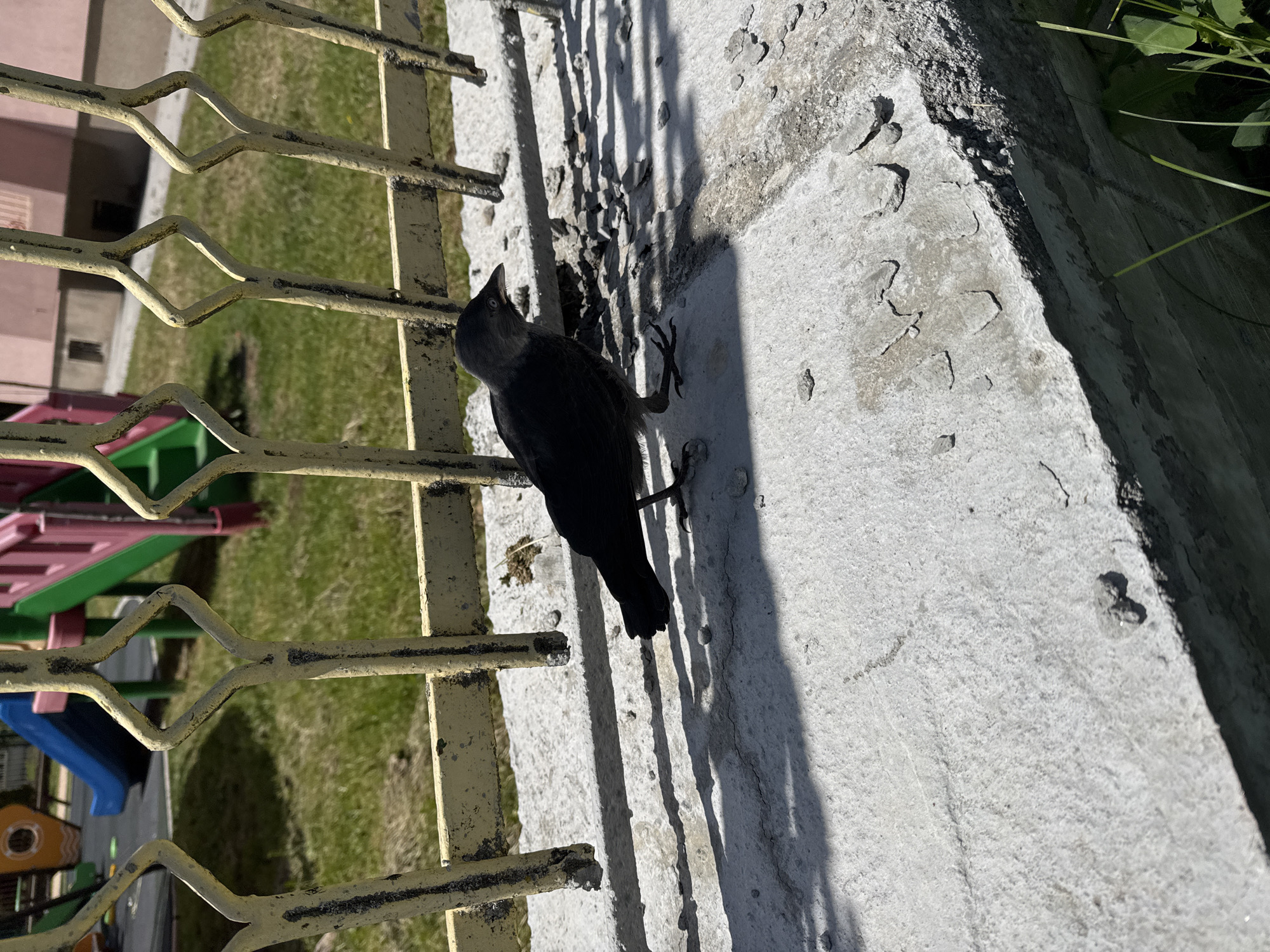 A dark-feathered bird, resembling a jackdaw, is the central subject of this image, perched on a light gray concrete wall. The bird is oriented towards the left, with its head tilted upwards and beak slightly open, suggesting it is looking at something above or possibly calling. Its black claws are visible, gripping the rough texture of the wall.
To the left of the bird and the wall is a weathered yellow metal fence or railing, featuring repeating diamond-shaped patterns. Beyond this fence, a vibrant green grassy area stretches out, with parts of a colorful children's playground visible in the background. The playground equipment includes structures in pink/red, green, and blue, hinting at slides or climbing frames and possibly a small playhouse.
The scene is bathed in bright sunshine, evidenced by the sharp, elongated shadows cast by the fence bars and the bird onto the concrete wall, indicating a clear day, likely morning or afternoon. The concrete wall shows signs of age with chips and rough patches, and the yellow paint on the fence is peeling in places. On the far right, some green foliage or plants can be seen along the edge of the wall. The setting suggests an outdoor urban or suburban environment, identified as Sofia, Bulgaria. There is no visible text in the image.