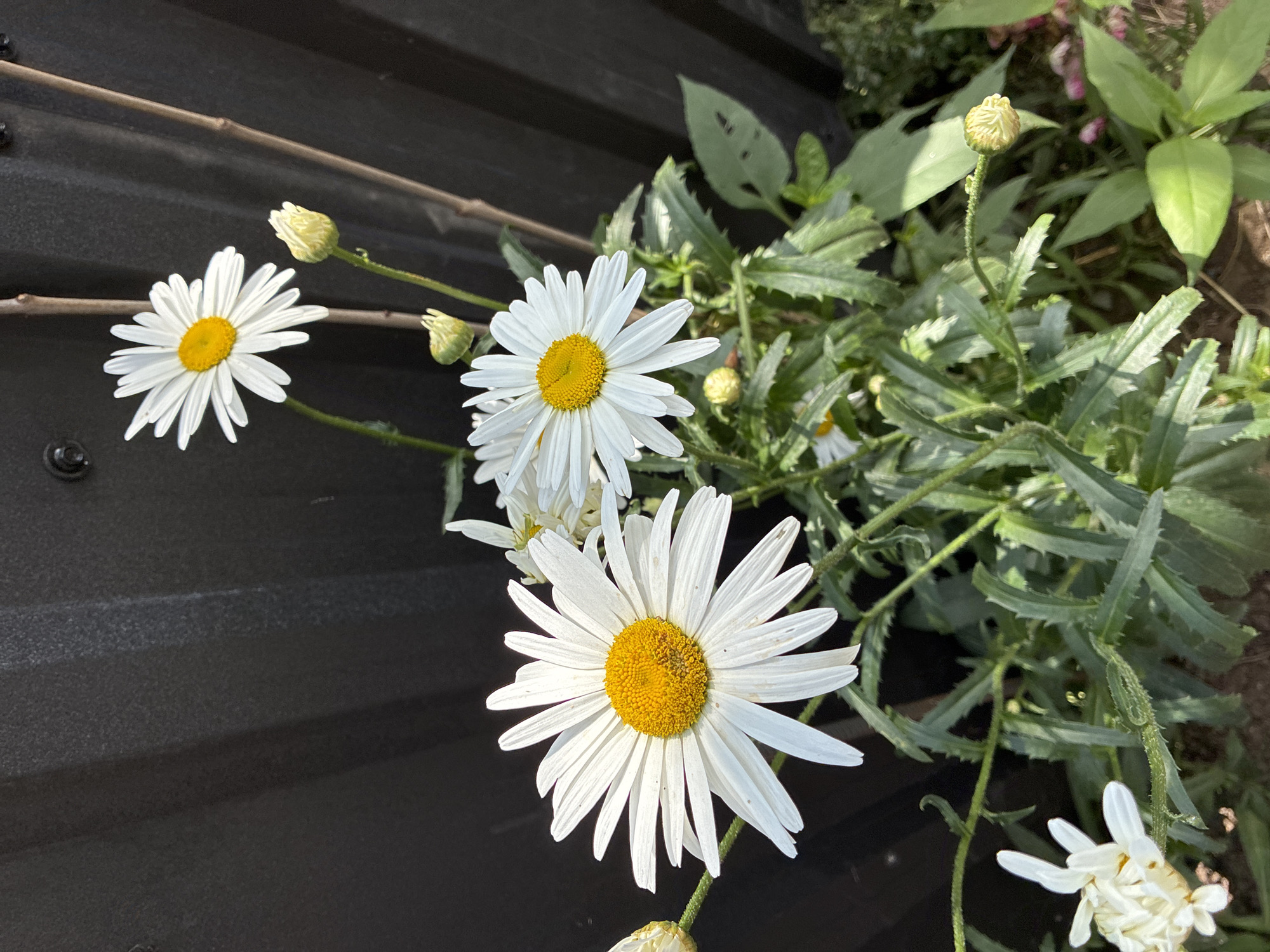 This is a close-up, eye-level, vertical shot of several white daisies with yellow centers in front of a dark, textured fence in Surami, Georgia. Sunlight illuminates the flowers, casting shadows. Several daisies are in full bloom, while others are still buds. The stems and leaves of the plants are green and slightly fuzzy. A thin, brown branch is visible to the right of the flowers, leaning against the fence. The ground is covered in dark soil and some dried leaves. The overall impression is a natural, outdoor scene in a garden or yard setting.