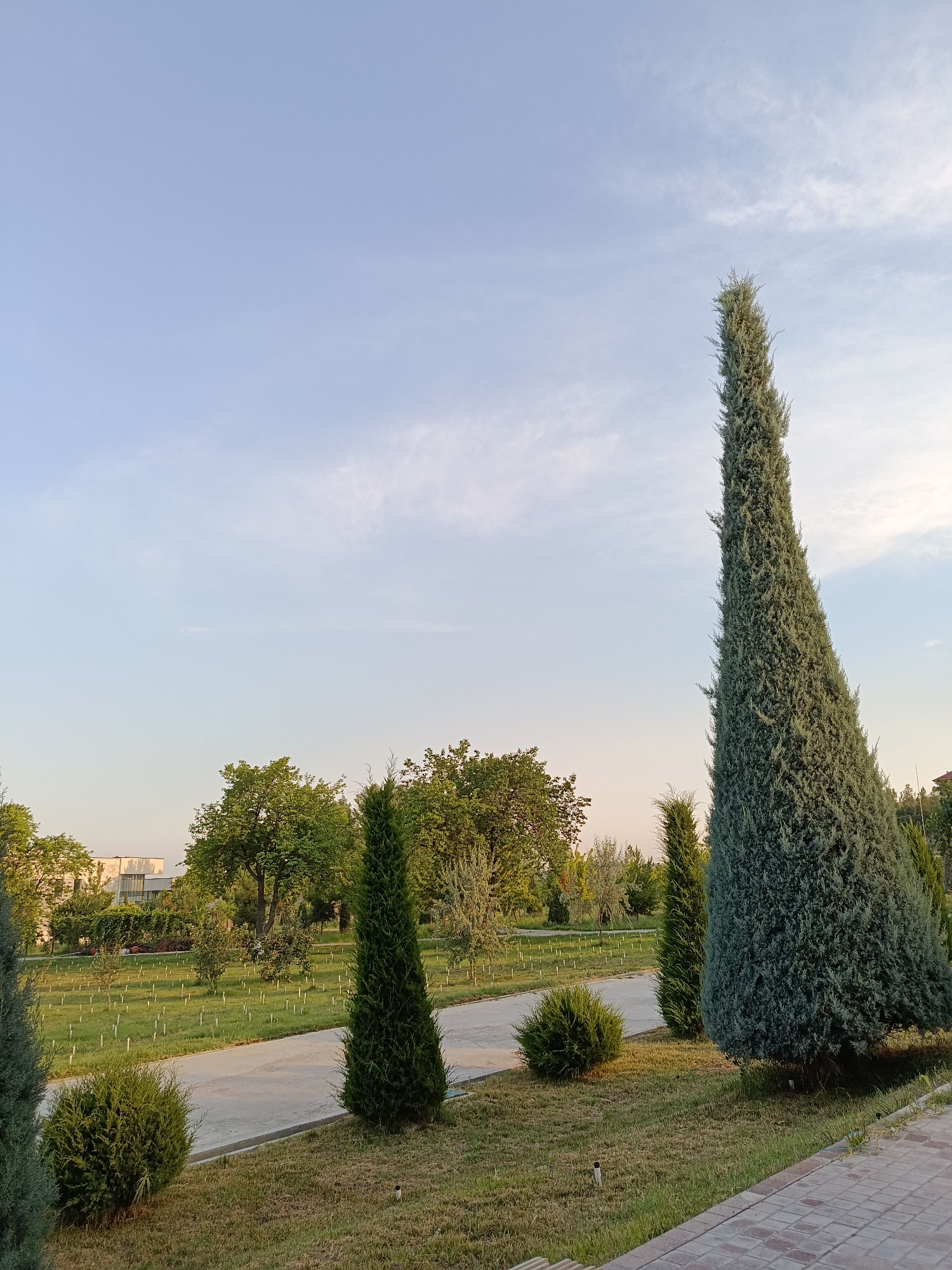 This media file depicts an outdoor scene in a park-like setting, likely in Gulshan, Uzbekistan, during the late afternoon or early evening given the warm, soft lighting. The sky is a pale blue with wispy white clouds, suggesting fair weather.
The foreground is dominated by manicured grass and pathway. Several evergreen trees of varying sizes and shapes are prominent. A particularly tall, slender, conical evergreen stands on the right, its textured foliage a muted green. To its left are two smaller, similarly shaped evergreen trees, and further left, a round, bushy evergreen shrub. A paved pathway winds through the scene, bordered by grass. In the background, more trees, some with denser, broader canopies, form a backdrop. Beyond the trees, a modern building with light-colored walls and large windows is partially visible, hinting at a developed area adjacent to the park. The grass in the middle ground is dotted with numerous small, white stakes.
There are no people or discernible objects that suggest a specific activity or event. The overall impression is one of tranquility and natural beauty, a peaceful park landscape bathed in gentle sunlight. No text is visible in the image.