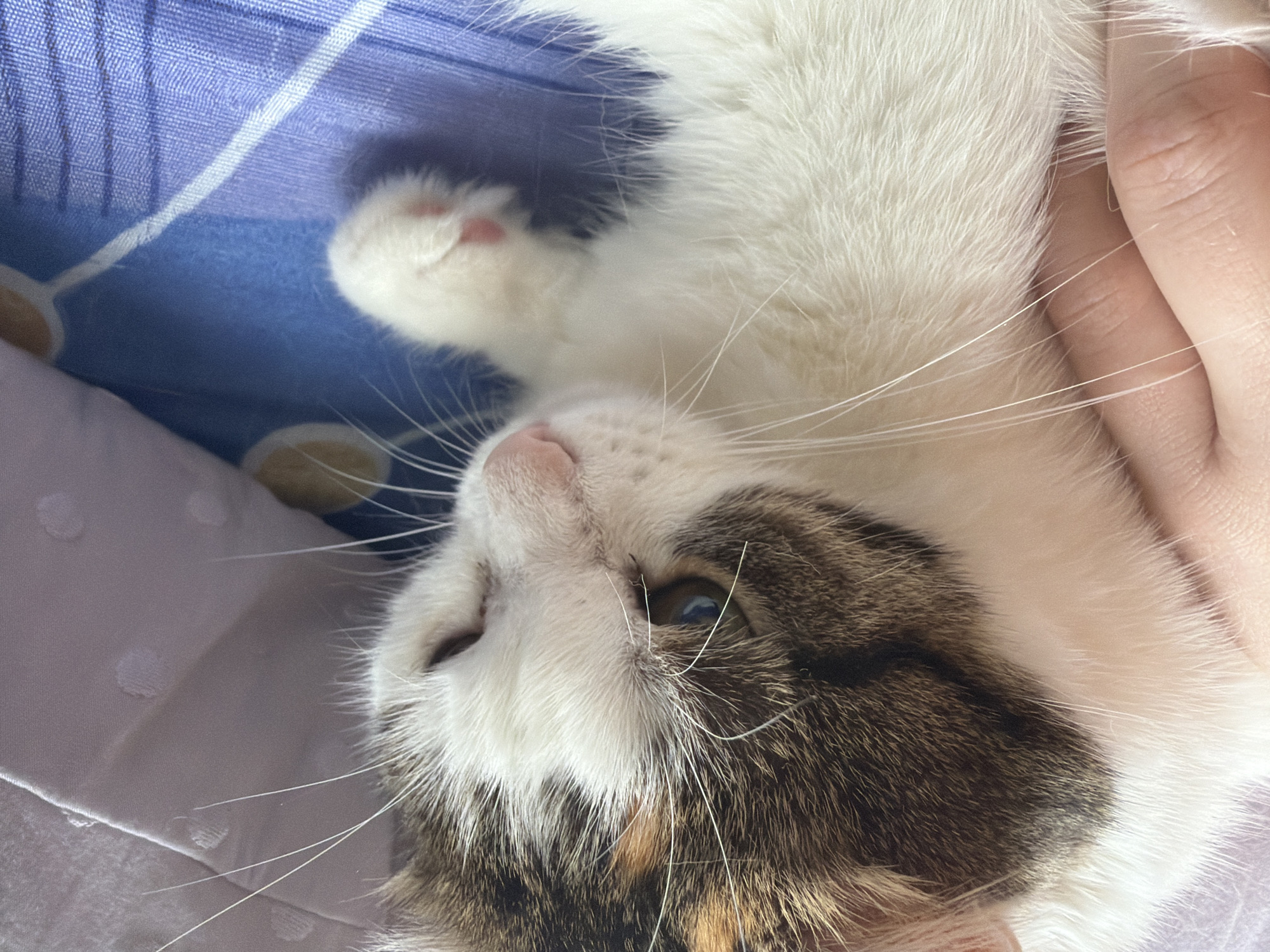 A close-up, eye-level shot shows a calico cat lying on a blue patterned surface, possibly a blanket or sheet. The cat's head is angled to the right, with its left eye open and its right eye partially closed. Its fur is predominantly white with patches of brown and orange. A human hand is visible on the left side of the image, gently touching the cat's fur. The background includes a soft, purple fabric. The scene appears to be indoors, in a domestic setting within the city of Kolychevo, Russia.