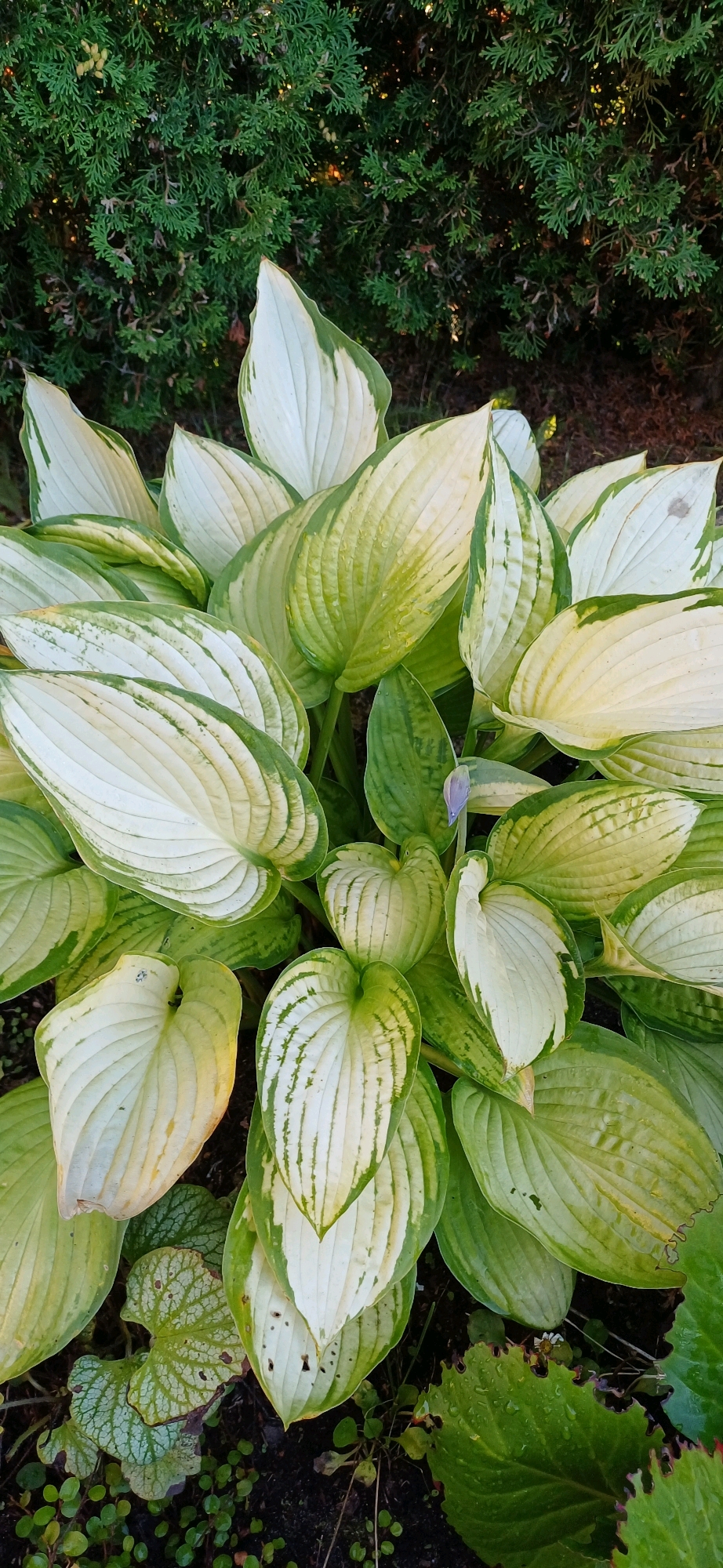 This is a high-angle, full shot of a hosta plant with variegated leaves. The plant is in the foreground, with its large, heart-shaped leaves taking up most of the frame. The leaves are a mix of creamy white and green, with prominent veins. Some of the leaves appear to have water droplets on them. In the background, there is a dense evergreen shrub. The ground below the hosta is dark soil with some small, green ground cover plants. There is a single, unopened purple flower bud visible in the center of the hosta plant. The scene is outdoors, with natural lighting.