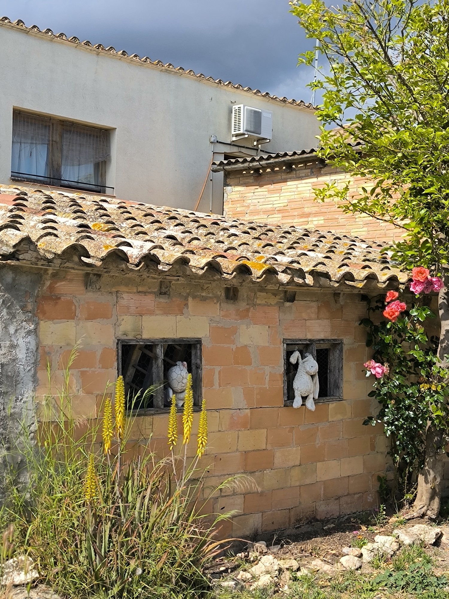 The image depicts a quaint, somewhat overgrown scene in what appears to be Sant Martí Sarroca, Spain, characterized by its rustic architecture and vegetation. A single-story brick outbuilding, likely a shed or small dwelling, dominates the foreground. The building's clay tile roof is worn and covered in moss. Two windows flank the structure, in one, there is a stuffed animal chicken and in the other, a stuffed animal bunny.
Adjacent to the building is a mature tree with a profusion of green leaves and vibrant pink roses. In front of the brick structure grows tall yellow Aloe flowers. Behind the brick structure is a larger building with a window and air conditioning unit. The sky above is partially overcast.