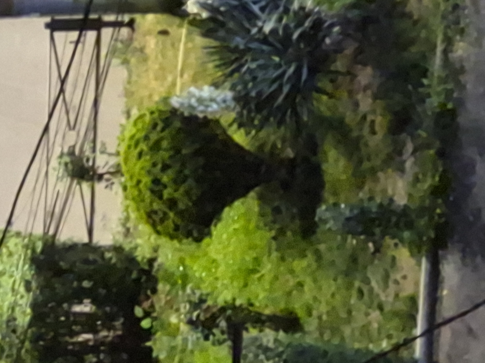 This image, captured in Yerevan, Armenia, presents a vibrant and carefully cultivated urban green space, likely a garden or park, under soft lighting conditions. The scene is dominated by various forms of lush green foliage and architectural elements.
In the center of the frame, a prominent, dark green topiary stands out, sculpted into a unique shape that resembles a large mushroom or an ornate urn. Its surface shows intricate texture, suggesting dense leaf growth. To its upper right, another distinct plant with spiky, dark bluish-green leaves, possibly a succulent or agave variety, adds textural contrast. The rest of the foreground and midground are filled with an assortment of healthy green bushes, hedges, and vines, some appearing brighter due to direct illumination, while others remain in shadow, creating depth. A tall, columnar structure in the lower left section is completely enveloped in dense green foliage, appearing like an ivy-covered pillar.
In the background, on the left side, a dark metallic structure with geometric crisscrossing lines is visible, possibly part of a trellis, fence, or decorative screen. The lighting conditions are subdued, suggesting either dawn, dusk, or nighttime illumination from artificial sources, as certain areas of the foliage are highlighted while others are cast in deeper shadows. A thin black utility wire can be seen diagonally crossing the bottom right corner of the image, indicative of an urban setting.
There are no people or explicit activities taking place, and no visible text. The image conveys a sense of tranquility and showcases thoughtful landscaping and the aesthetic integration of nature within a city environment.