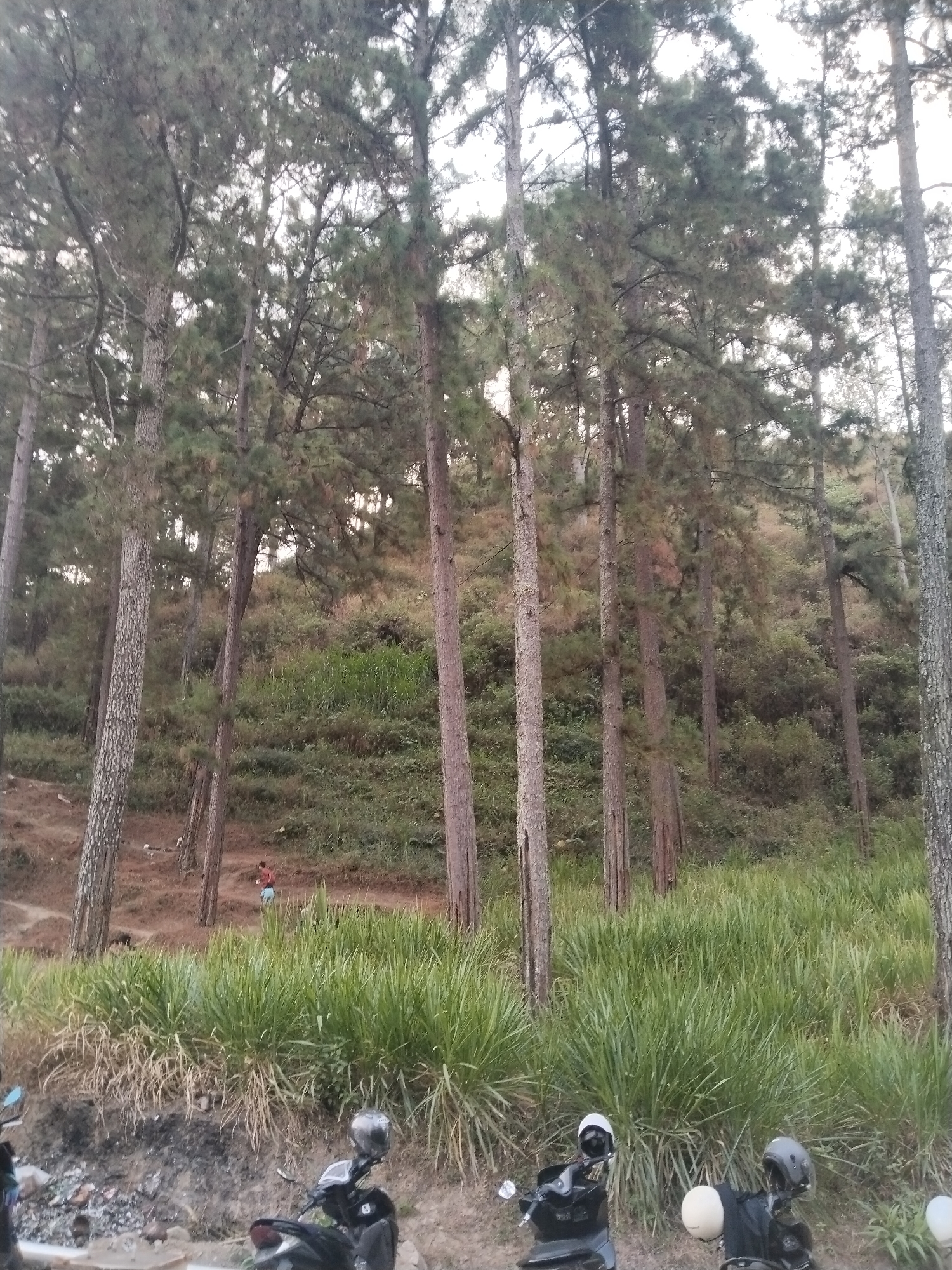 The image captures a serene natural scene with tall pine trees dominating the landscape. In the foreground, several motorcycles are parked, suggesting a resting point or roadside stop. A person, likely a young male in casual attire, is visible in the mid-ground, walking up a dirt path on a hillside. The background reveals a densely vegetated slope, characteristic of a natural environment within or on the outskirts of a city. The lighting suggests it's either early morning or late afternoon, casting soft shadows and highlighting the textures of the trees and vegetation. The location is identified as Sokatengah, Indonesia, implying a context of rural or semi-rural Indonesian scenery.