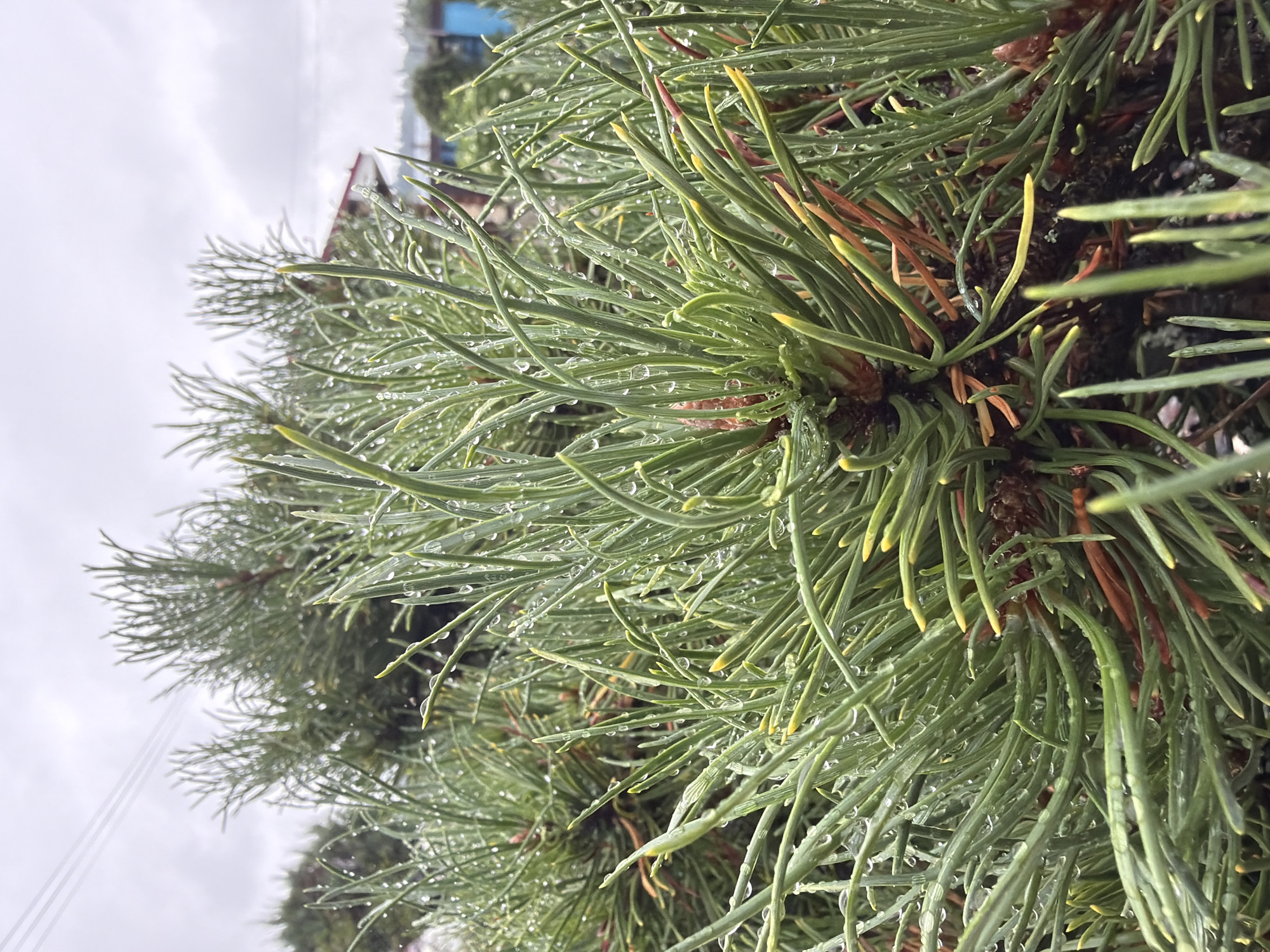 A close-up, eye-level, medium shot captures the wet needles of a pine tree, glistening with water droplets under an overcast sky. The pine needles are long, thin, and green, with some tips exhibiting a yellowish hue, indicating new growth or possibly seasonal change. Brownish-red pine cones are visible among the needles. In the background, out of focus, are hints of buildings with red roofs and blue siding, suggesting a residential area. Electrical wires are visible in the upper left corner against the pale sky. The scene is set in Chaikovsky, Russia, with the overcast and damp conditions suggesting recent rainfall or high humidity.