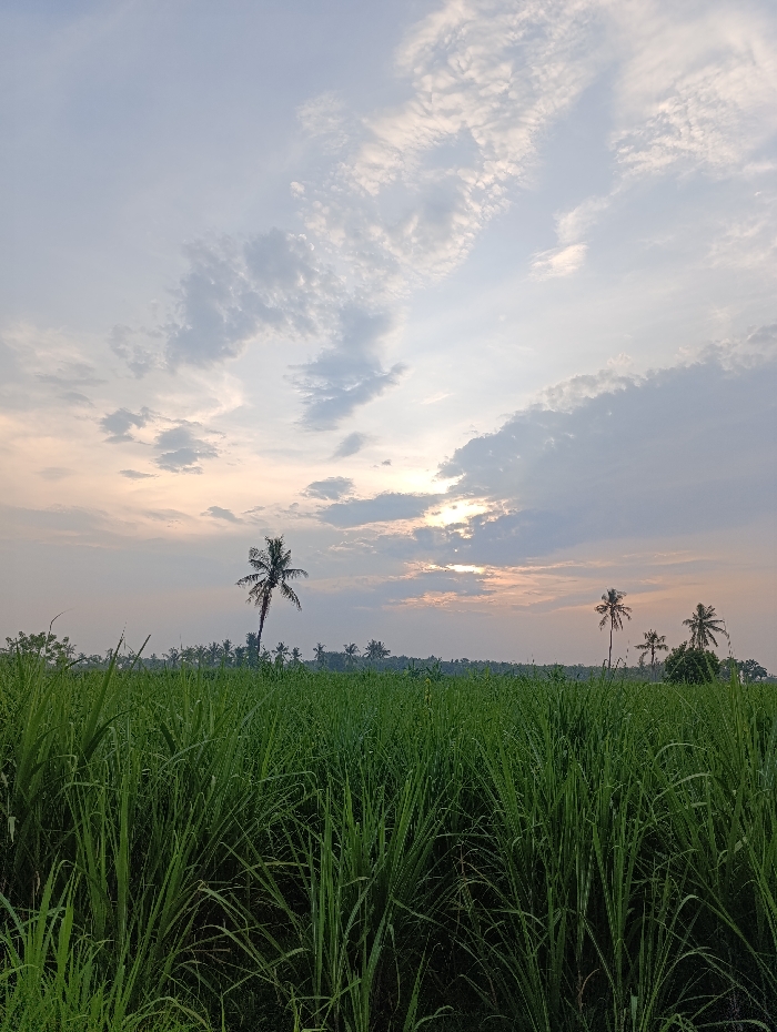 The image shows a field of tall, green grass, possibly sugar cane, in Arjasa, Indonesia, at the coordinates -7.775 latitude and 114.134 longitude. The sky is a light blue with white and gray clouds, and the sun is shining through the clouds. There is a lone palm tree standing in the field. The image was taken from a low angle, with the focus on the grass. There are several other trees visible in the distance, including palm trees. There are no people visible in the image.