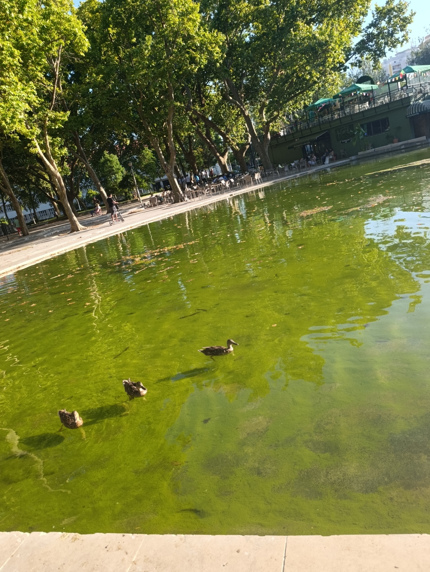 The image depicts a body of green water, likely a pond or canal, with three ducks swimming on its surface. The water is covered in algae and scattered with fallen leaves. The background shows a paved walkway lined with trees and a building with outdoor seating and umbrellas. There is a person on a scooter in the middle ground. The scene appears to be an outdoor public space in Setúbal, Portugal.
