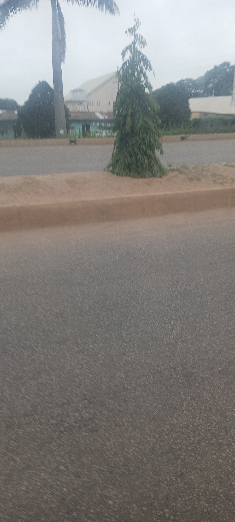 The image displays an outdoor scene, likely a roadside or median area in Jos, Nigeria, under a heavily overcast sky. In the foreground and midground, a dark grey, textured asphalt road occupies a significant portion of the frame. A raised, light brown concrete curb or median runs horizontally across the image, separating different sections of the road or a road from a green strip.
On this median, a tall, slender, dark green tree with dense, weeping foliage, possibly a Polyalthia longifolia, stands prominently towards the right side of the frame. To the far left, a very tall, columnar tree, likely a palm, is partially visible, with its upper trunk and some fronds extending out of view. In the background, behind the trees and median, several buildings are visible. One building is light-colored with a distinct sloped roof, and another smaller building appears to have a green facade. Additional green foliage from other trees is scattered throughout the background.
The sky is uniformly grey and cloudy, suggesting an overcast day, possibly early morning or late afternoon, as there is no direct sunlight. No people, vehicles, or specific activities are visible, rendering the scene still. The image has a somewhat blurry quality, particularly in the foreground and background, which might be due to motion or slight camera shake. No text is visible anywhere in the frame.