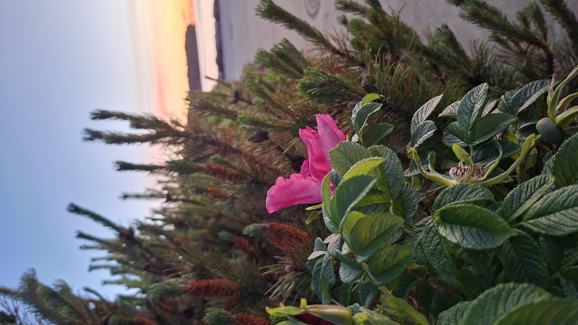 The image captures a close-up view of a vibrant pink rose hip flower in full bloom, its petals soft and delicate. The flower is nestled amidst lush, green foliage, with serrated leaves characteristic of the species. Behind the rose bush, the dense branches of a pine tree create a textured backdrop, their needle-like leaves and developing cones adding depth and detail.
In the distance, a serene body of water is visible, reflecting the soft hues of a sunset sky. The sky transitions from a clear blue at the top to delicate shades of pink and orange near the horizon, suggesting a tranquil evening. The water's edge meets a sandy or gravelly shore. A paved area, possibly a walkway or path, is visible on the right side of the frame. The overall scene evokes a sense of natural beauty and peacefulness, with the vibrant flower serving as a focal point against the soft, warm glow of the fading daylight.
The location in Tallinn, Estonia, is likely along the coast or near a park with coastal vegetation, given the presence of the sea and the specific types of plants depicted.