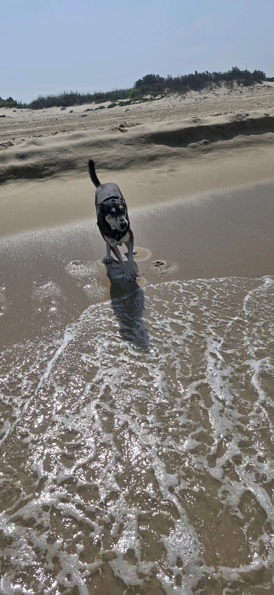 A dog with dark fur and blue eyes, wearing a dark harness, walks on a sandy beach in Hof Ashkelon Regional Council, Israel. The dog is partially submerged in shallow water with foamy waves. In the background, sand dunes covered with sparse vegetation are visible under a clear, bright sky. The sun casts a shadow of the dog on the wet sand.