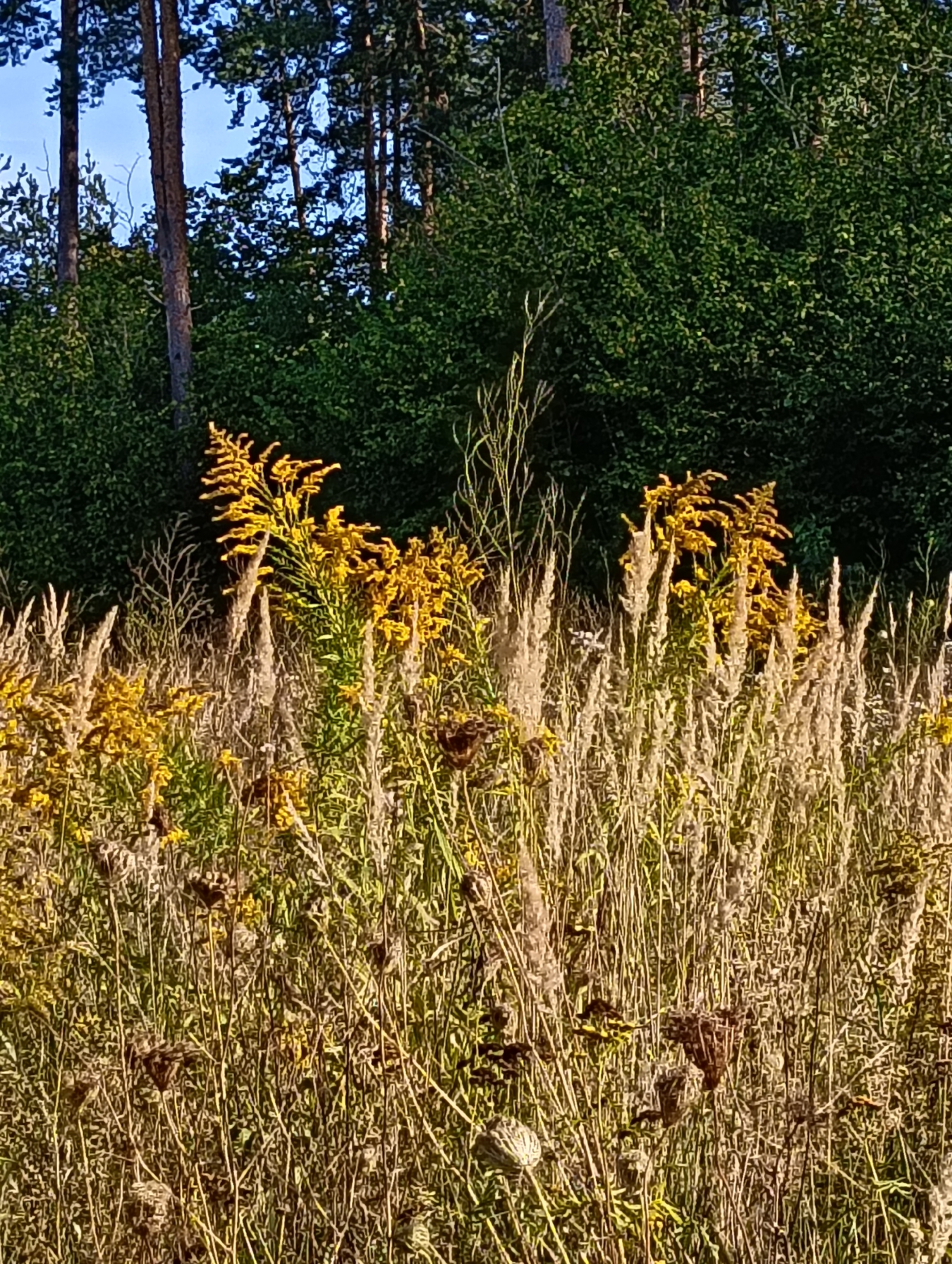 A sunlit meadow is in the foreground, with tall, dry grasses and some yellow flowering plants. In the background, a dense forest with dark green foliage is visible, and above that, a clear blue sky. The image appears to be taken in a natural setting, possibly a park or a nature reserve within the city of Hrodna, Belarus. No people or specific landmarks are identifiable.