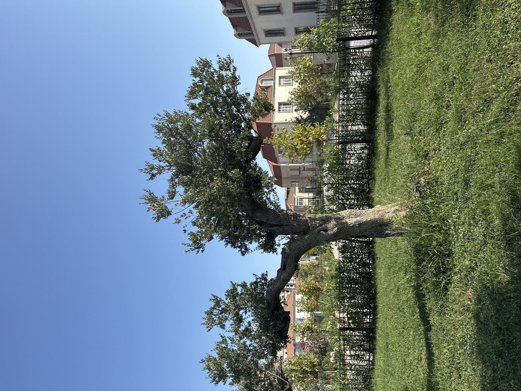 An outdoor, eye-level shot taken on a clear, sunny day in Ləhiş bağları, Azerbaijan, features a prominent, gnarled olive tree in the foreground. The tree's trunk is thick and textured, with branches extending outwards, laden with green leaves. Behind the tree, a black metal fence encloses a manicured hedge, beyond which several multi-story residential buildings with red-tiled roofs are visible. These buildings have cream-colored facades, white-trimmed windows, and dormer windows on the top floors. The ground in front of the fence is covered with a lush, green lawn, casting long shadows from the tree. The background is a bright, cloudless blue sky.