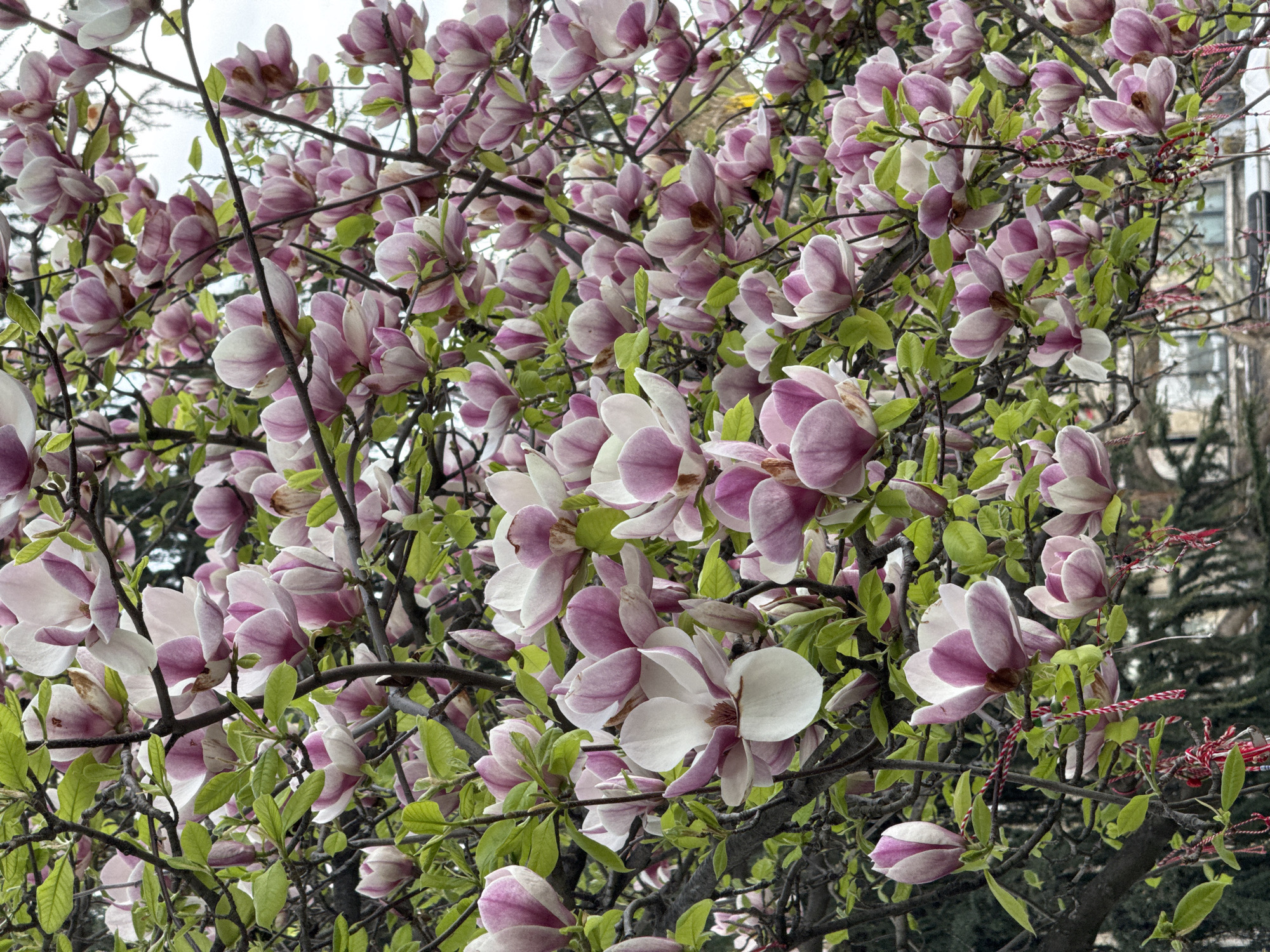 The image shows a close-up of a blooming magnolia tree, densely covered with flowers in shades of pink and white, interspersed with green leaves and dark branches. The blossoms are the dominant feature, with many fully open and others still in bud. Near the right edge of the frame, red and white twisted strings (Martienitsa) are tied to a branch, a Bulgarian tradition. The background is partially blurred and indistinct, with glimpses of a building and other trees visible, suggesting an urban setting. Given the Martienitsa, the location is plausibly Plovdiv, Bulgaria.