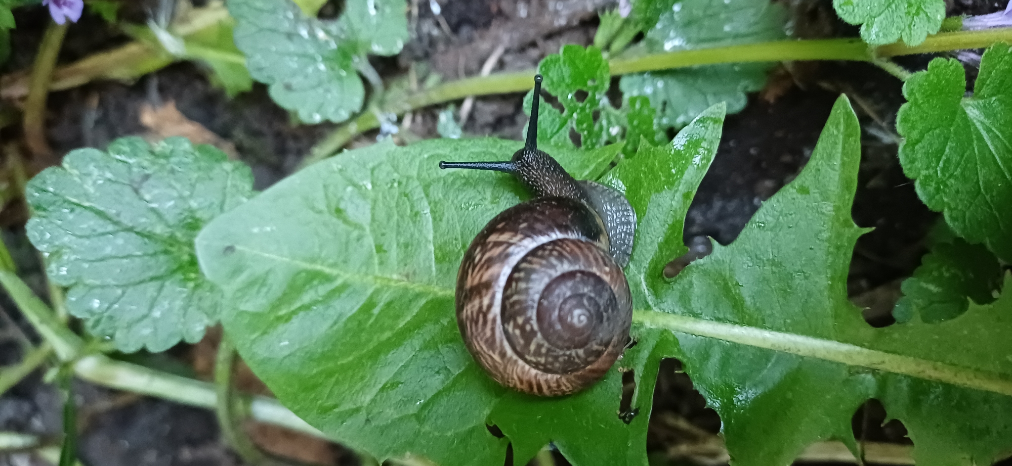 A close-up, high-angle shot features a garden snail on a large, vivid green leaf, likely a dandelion, in an outdoor natural setting. The snail's dark brown, spiraled shell is central to the image, with its dark gray body extending towards the upper right. Both pairs of its tentacles, including the eye-bearing upper pair, are fully extended, indicating alertness or movement. Small water droplets glisten on the leaves, suggesting recent rain or dew, characteristic of a damp environment favored by snails. The background consists of smaller green leaves, possibly ground ivy, and dark, moist soil, all slightly out of focus. This natural scene takes place in what appears to be a garden or patch of wild growth, consistent with an outdoor setting in Saint Petersburg, Russia. There is no discernible text.