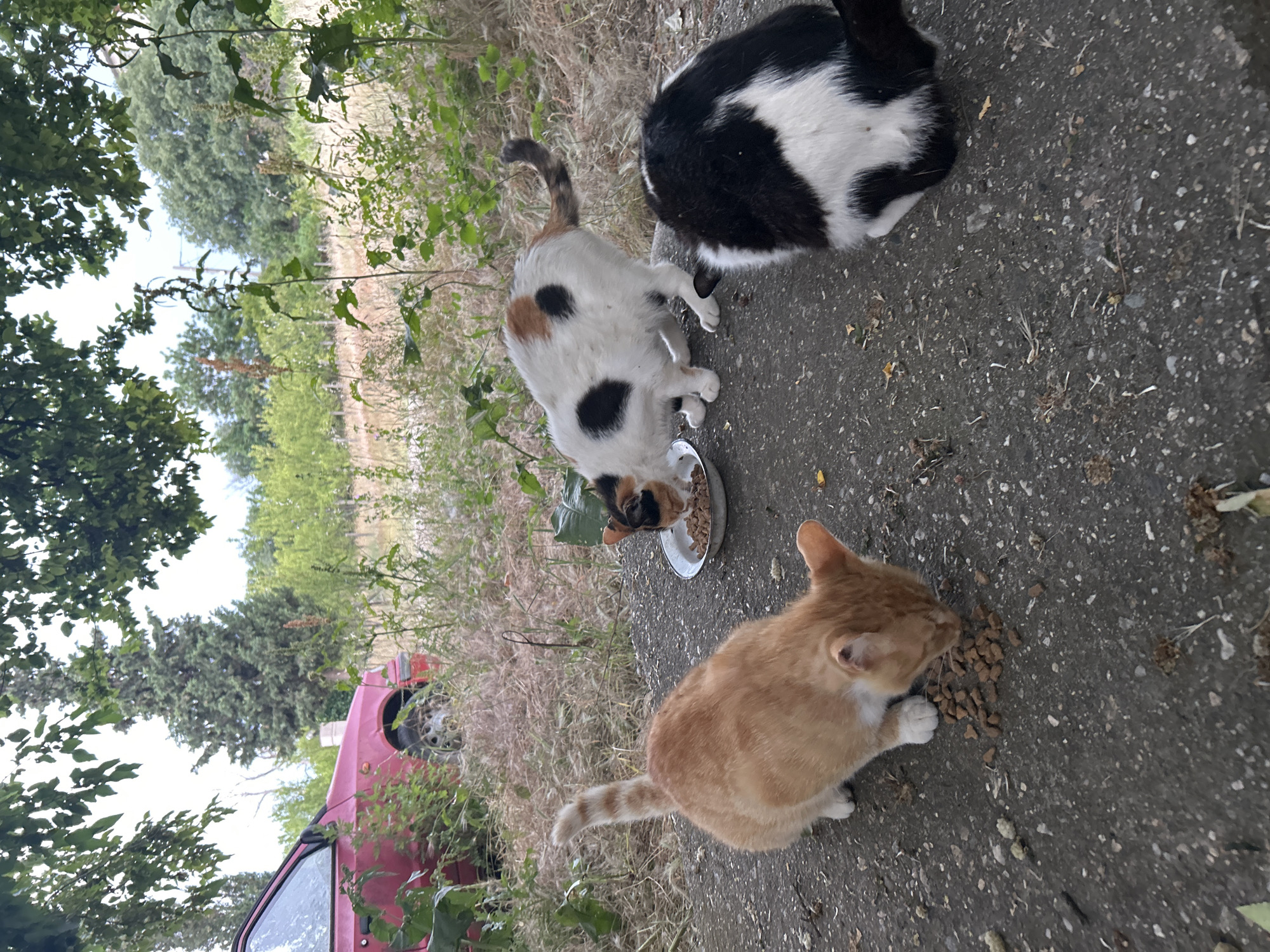 In Polenitsa, Bulgaria, three cats are gathered around a plate of kibble on a concrete surface. An orange tabby cat is in the foreground, facing down and eating from a scattered pile of food. To its right, a calico cat with white, black, and orange patches is also eating from the plate. A third cat, primarily black and white, is partially visible on the right side of the frame, facing away from the camera and towards the food. In the background, tall grass and foliage surround the scene. A red car is parked to the left, partially obscured by vegetation. The overall environment suggests an outdoor, possibly rural or semi-urban setting.