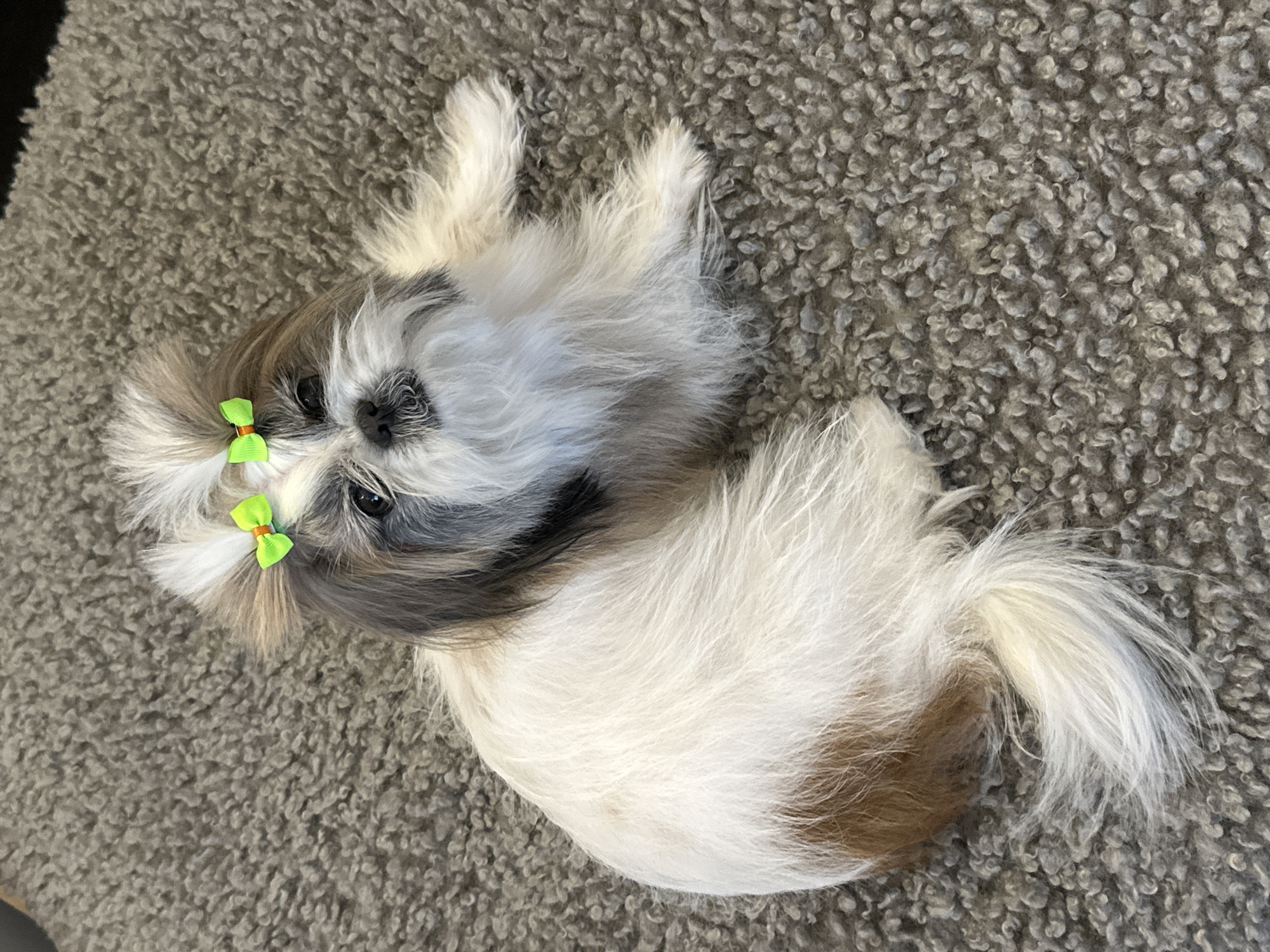 A small, long-haired dog, likely a Shih Tzu, lies on its back on a grey, textured surface, possibly a rug. The dog has white, grey, and brown fur, with small green and orange bows attached to the hair on its head. Its head is facing upwards, and its eyes are visible. The dog's tail is visible, extending to the right of the frame. The background is a uniform grey with a looped or knotted texture. The location is undetermined and cannot be determined from the image.
