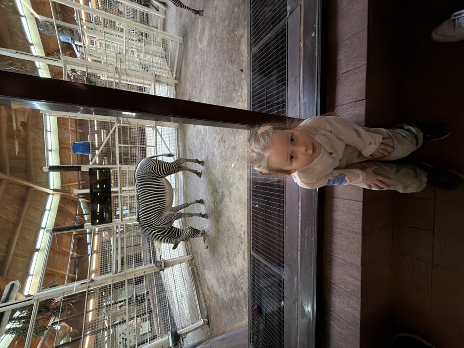 The image depicts an indoor animal exhibit, identified as the Moscow Zoo in Moscow, Russia. In the immediate foreground, a young Caucasian female child is seated or kneeling on a dark brown raised platform, looking directly at the camera. She has light-colored hair styled in two pigtails and wears a light-colored long-sleeved shirt with a faint blue graphic on the left sleeve, paired with light-colored pants. Her hands rest on her knees. Directly in front of the child, a metal grate is set into a dark frame, marking the boundary of the visitor viewing area.
Within the enclosure, a zebra stands centrally, bending its head to the light-colored ground, appearing to feed. The hindquarters and legs of a second zebra are partially visible on the far right, behind a prominent dark vertical support beam. The enclosure floor consists of concrete or packed dirt. The area is surrounded by white metal mesh fencing and structural posts. Overhead, a large, domed or conical wooden ceiling with visible rafters and embedded light panels or skylights is present. A blue bucket hangs from an upper support structure in the mid-ground, and a rectangular black display screen is mounted on a central white post above the first zebra. A portion of a light-colored adult shoe is visible in the bottom right corner of the frame.