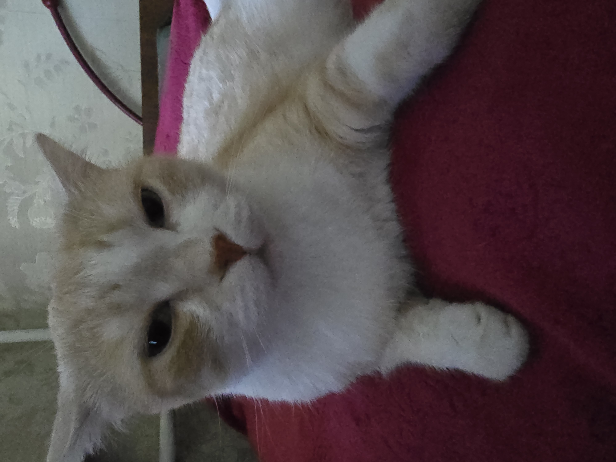 The image shows a close-up of a cream-colored cat with orange tabby markings. The cat is lying down on a dark red, fuzzy blanket. The cat's eyes are partially closed, and its expression appears sleepy or unimpressed. The background is blurred but appears to be an indoor setting, possibly a bedroom, with textured wallpaper and a curved, dark-colored object, possibly part of a piece of furniture. The lighting suggests it is daytime, but the ambient light is low. There is no discernible location in the city of Krasnoyarsk, Russia, visible in the image.
