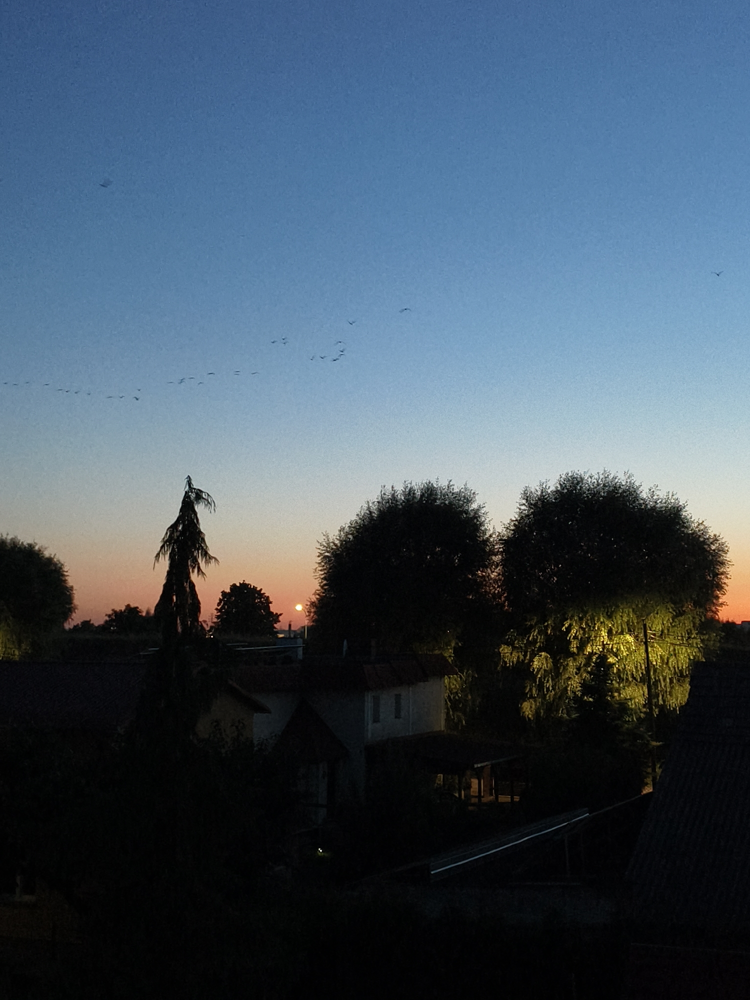The image depicts a twilight scene in Tczew, Poland, likely in a suburban or semi-rural area. The sky transitions from a deep blue at the top to a soft orange and pink hue near the horizon. A flock of birds is visible flying in formation across the sky. In the foreground, silhouetted trees and vegetation dominate the scene. A tall, thin evergreen tree with a distinctive crown is prominently featured on the left. On the right, two large, bushy trees are illuminated from below by a warm, yellow light. Several buildings with roofs are partially visible in the middle ground, some appearing to be houses. A streetlamp is visible behind the illuminated trees, casting light upwards. The overall atmosphere is calm and serene, characteristic of dusk. There are no people visible in the image.