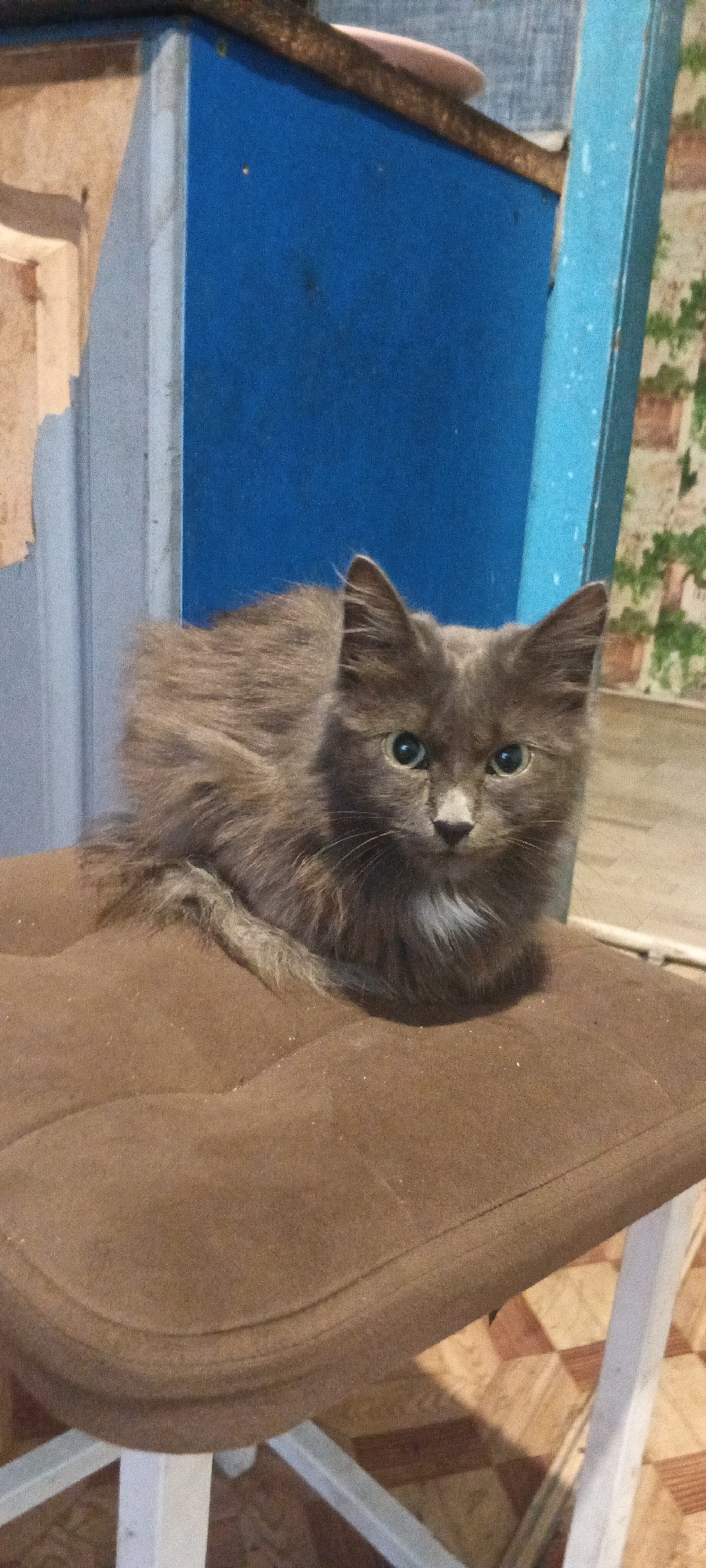 A medium shot captures a long-haired grey cat with piercing green eyes sitting on a brown cushioned seat. The cat is positioned in the center of the frame, facing the viewer directly. Its fur is fluffy and appears to be a mix of grey and brown tones, with a patch of white fur on its chest. The cat's tail is curled around its body.
Behind the cat, a bright blue wall serves as the backdrop. To the left of the blue wall, there is a lighter-colored wall with some peeling paint. To the right of the blue wall, a section of patterned wallpaper with a floral or plant-like motif is visible. A dark, rough-textured horizontal beam runs across the top of the blue wall, and a thin vertical blue element is visible on the far right.
The brown cushion the cat is sitting on appears to be part of a chair or stool. The seat has a curved shape, and its surface is textured and slightly dusty. Below the seat, the legs of the furniture are partially visible, constructed from white material. The floor in the foreground has a checkered pattern of light brown and reddish-brown tiles. The overall lighting suggests an indoor environment, possibly in a rustic or storage area. The image does not provide any explicit visual cues to determine the specific location within Chernyavskii, Russia, but the setting appears to be an everyday, domestic or utility space.