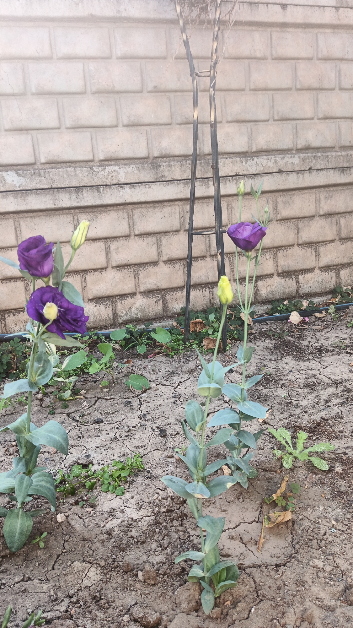 The image shows two Eustoma flowers, one with fully bloomed purple petals and the other with a yellow bud, growing in dry, cracked soil. A black metal garden stake stands behind them. The background features a light-colored brick wall. The scene is set in a garden environment within the city of Kryvyi Rih, Ukraine.
