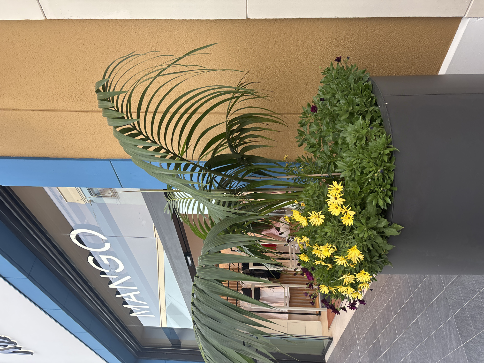 An outdoor shot captures a store with a large glass window displaying clothing. The store's name, "MANGO," is prominently visible in white lettering on the window. In front of the store, a large, dark gray planter contains a lush arrangement of green foliage and vibrant yellow and purple flowers. A palm frond extends from the planter into the foreground, its delicate leaves casting shadows. The store's facade is a mix of blue and orange textured walls. The ground in front of the store is paved with gray square tiles. The lighting suggests it is daytime.