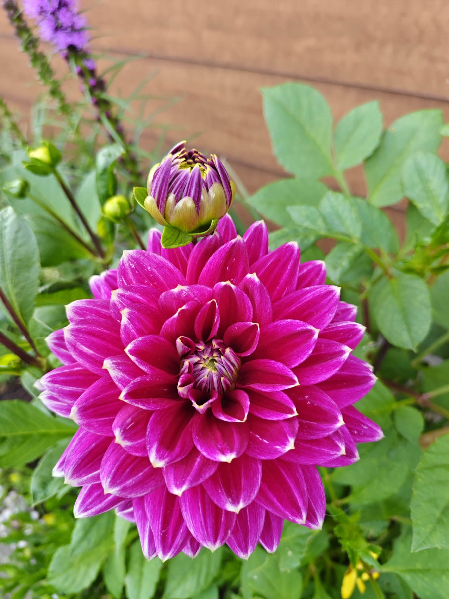 A close-up, eye-level, portrait shot features a vibrant magenta dahlia in full bloom. The dahlia's petals are tightly packed, with delicate white tips, and a small bud of the same flower is visible above and to the left. The background consists of lush green foliage and a blurred wooden fence, suggesting an outdoor setting. In the upper left corner, a stalk of purple flowers, possibly Liatris, adds a contrasting color. The scene is captured in the town of Nieuw-Vennep, Netherlands.