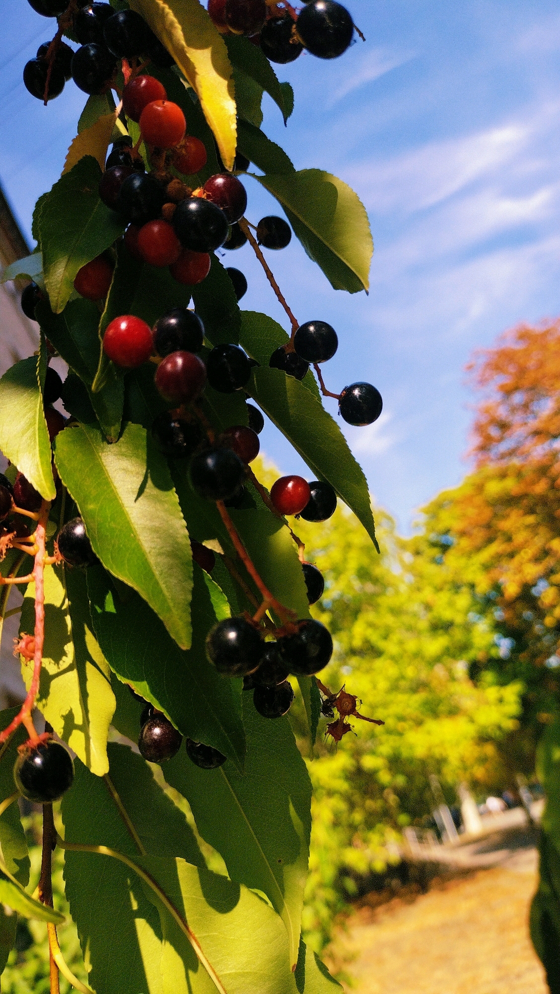 In Horishni Plavni, Ukraine, a close-up shot captures a branch of dark berries and green leaves against a bright blue sky with wispy clouds. The berries, some deep black and others a vibrant red, are clustered on thin stems. Sunlight illuminates the leaves, creating a dappled effect and casting shadows. In the background, the scene transitions to a blurred vista of autumnal trees with yellow and orange foliage, suggesting a park or a residential area with lush greenery. A pathway is visible in the far distance.