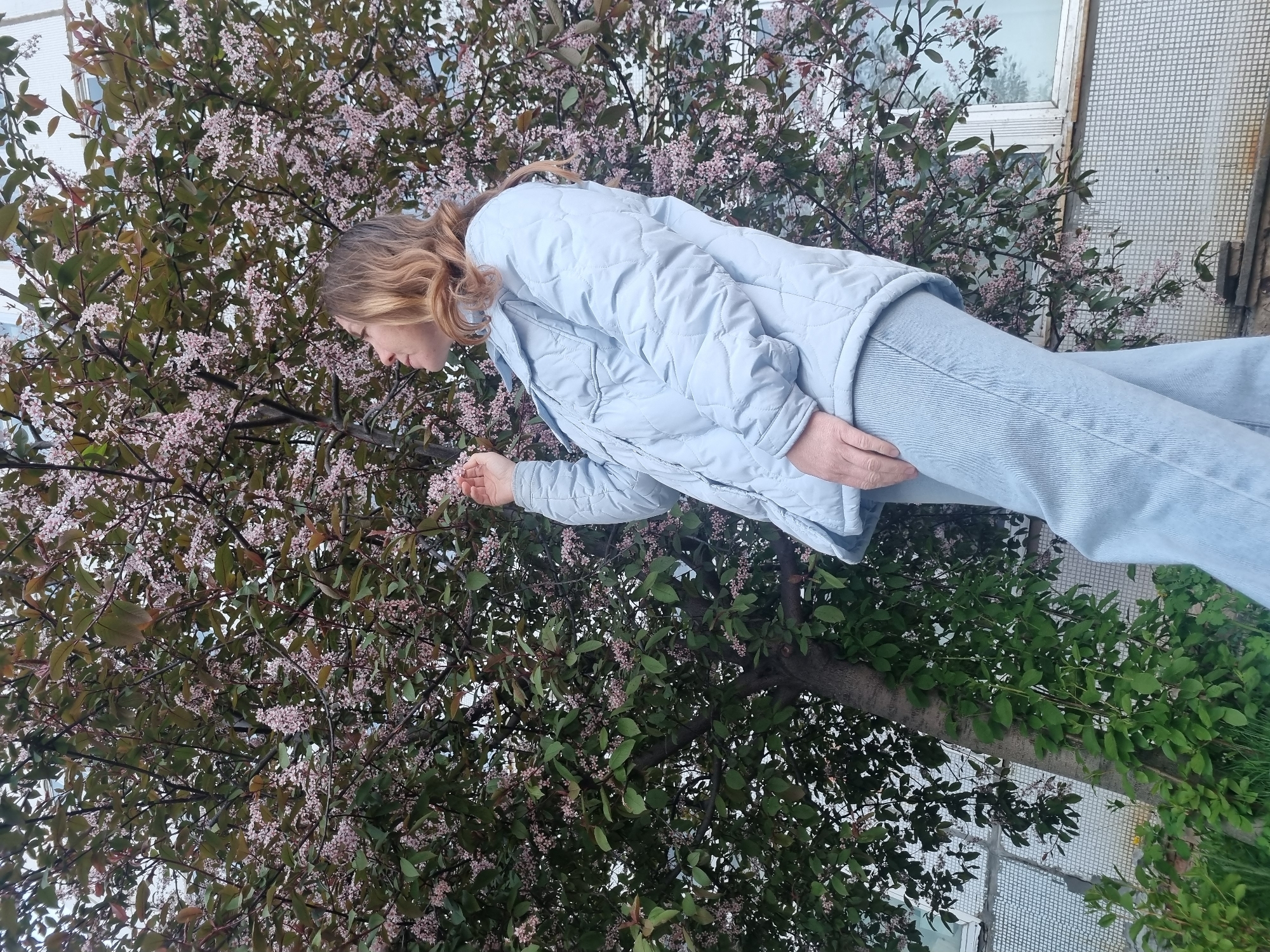 The image shows a person standing near a flowering tree. The person is wearing a light blue quilted jacket and light blue jeans. They are reaching out to touch or smell the flowers on the tree, which has small white and pink blossoms. The tree also has green leaves. The background includes part of a building with windows and a light-colored tiled exterior. The location is the city of Chaikovsky, Russia.