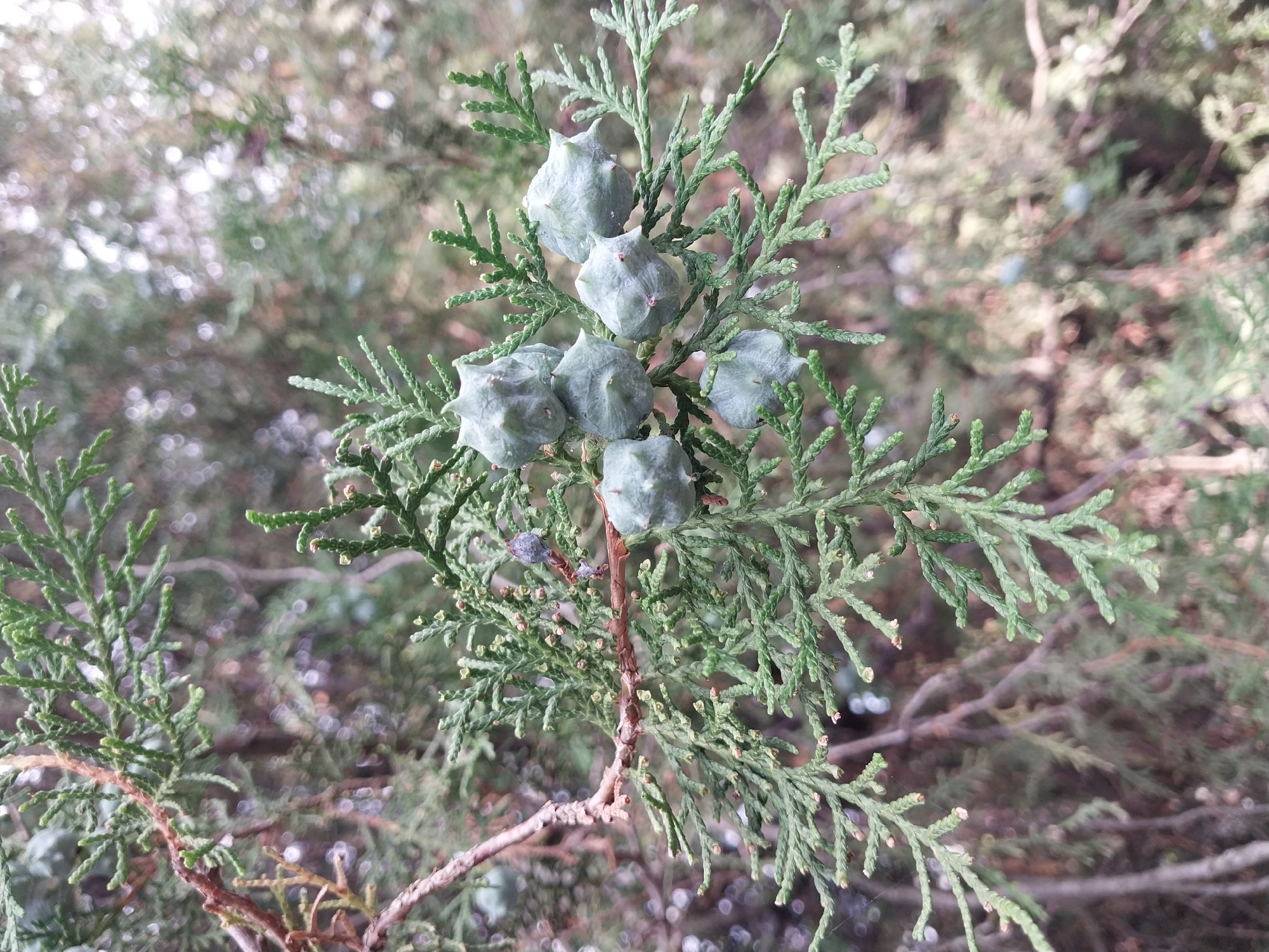 The image shows a close-up of a coniferous branch with several green, star-shaped seed cones. The branch has small, scale-like leaves. In the background, other branches and foliage are visible, out of focus, suggesting an outdoor setting. The overall lighting is soft, indicating it might be an overcast day or the image was taken in shade. The image is a nature photograph, likely taken in the city of Doslidne, Ukraine, focusing on the reproductive structures of a conifer tree.