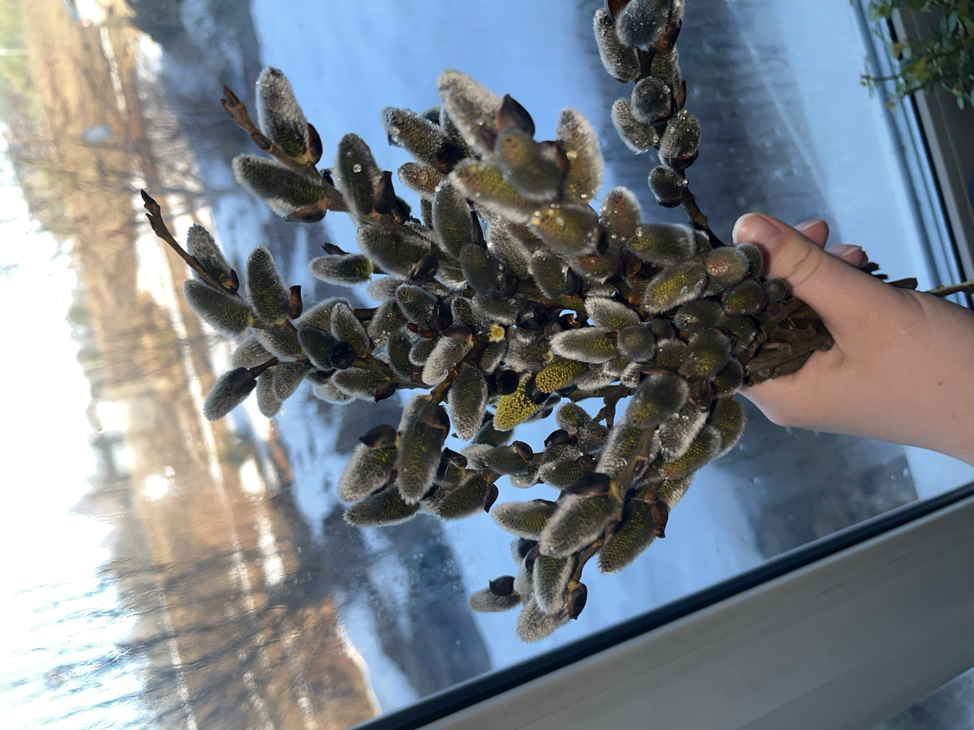 A hand holds a bunch of pussy willow branches in front of a window. Outside the window, there is evidence of snow. The image was taken in Сосново, Russia.